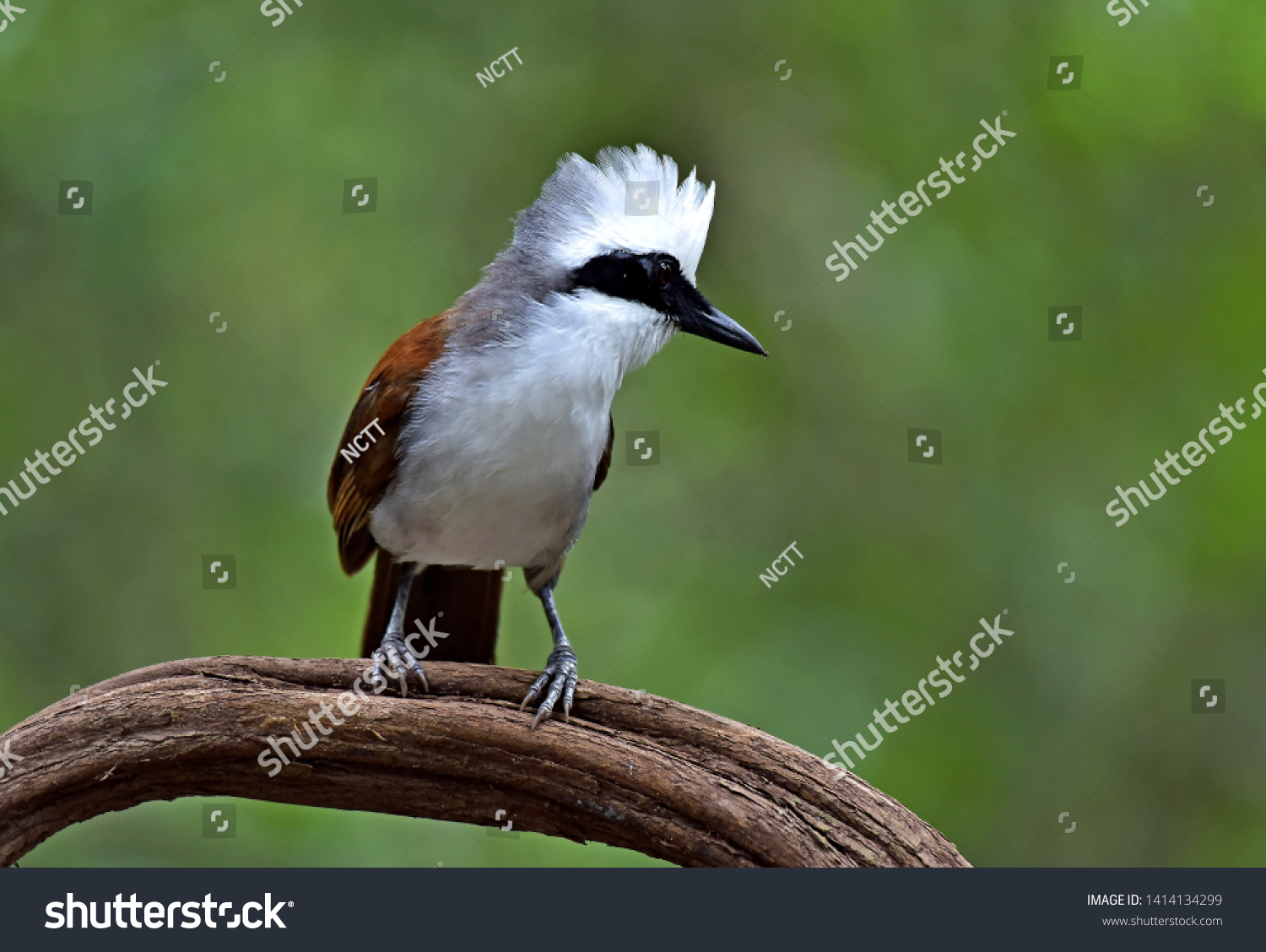 White-crested Laughingthrush  Thailand summer bird
