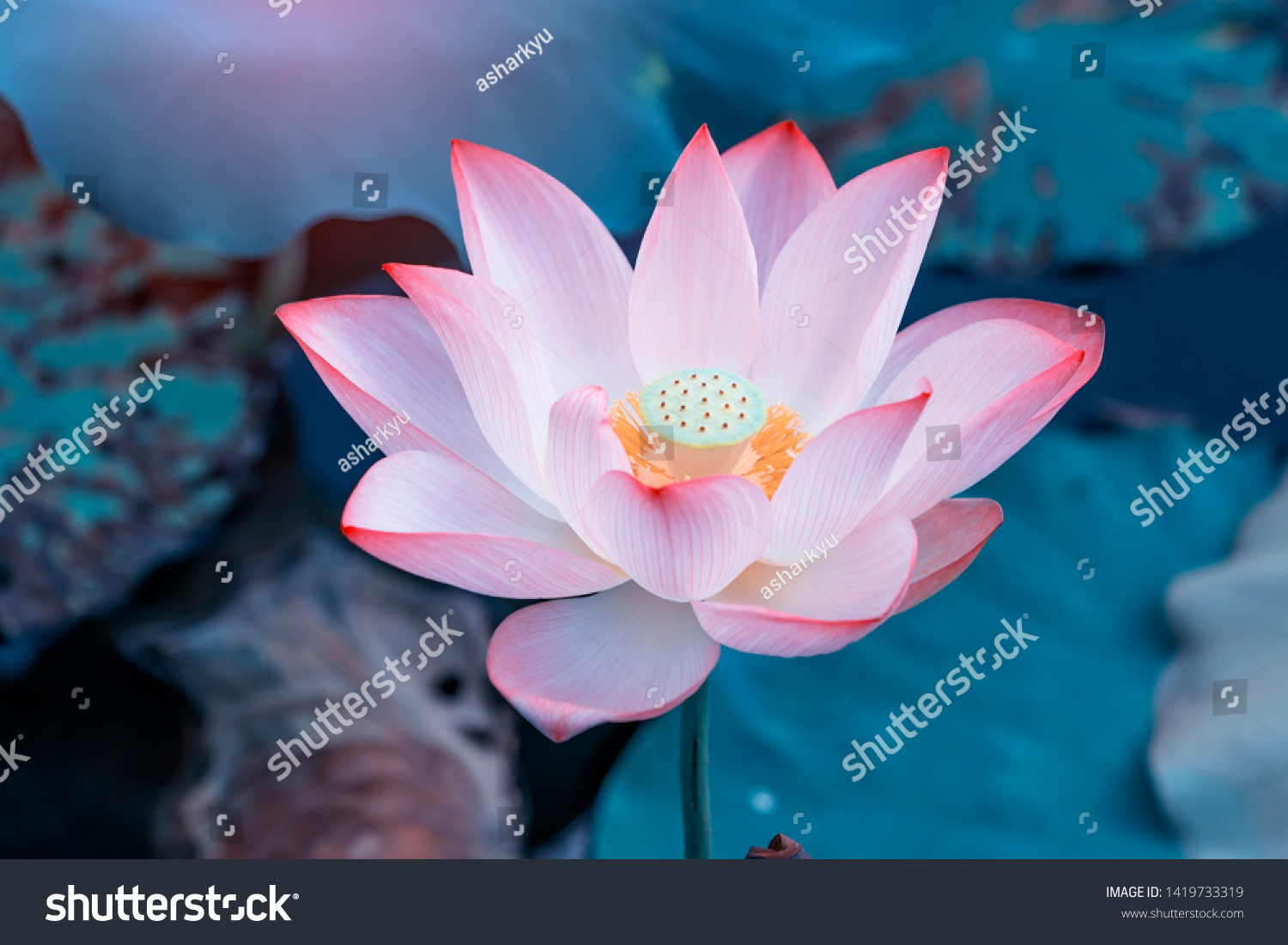 pink lotus flower plants in water 