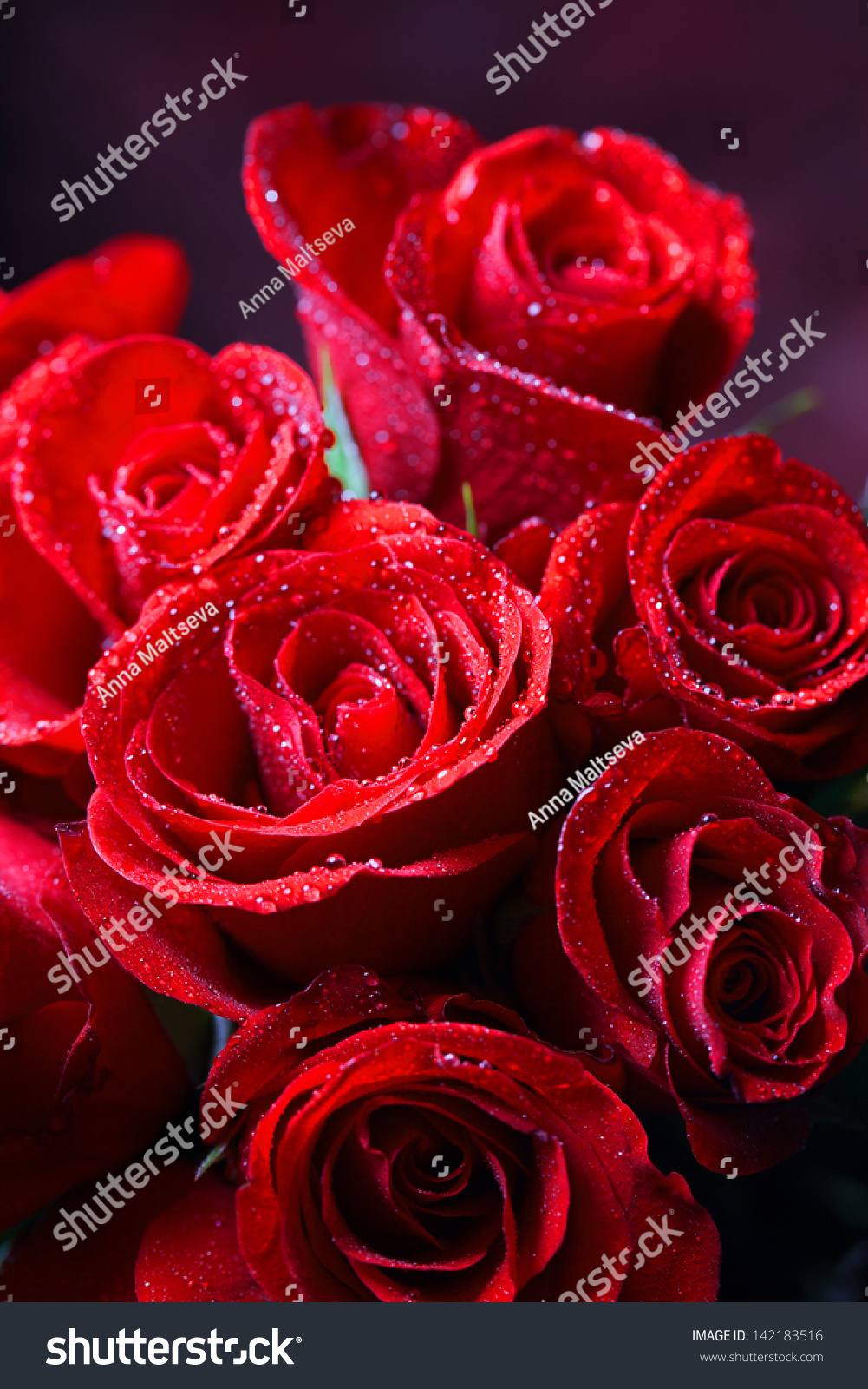 Closeup of beautiful red roses.red roses