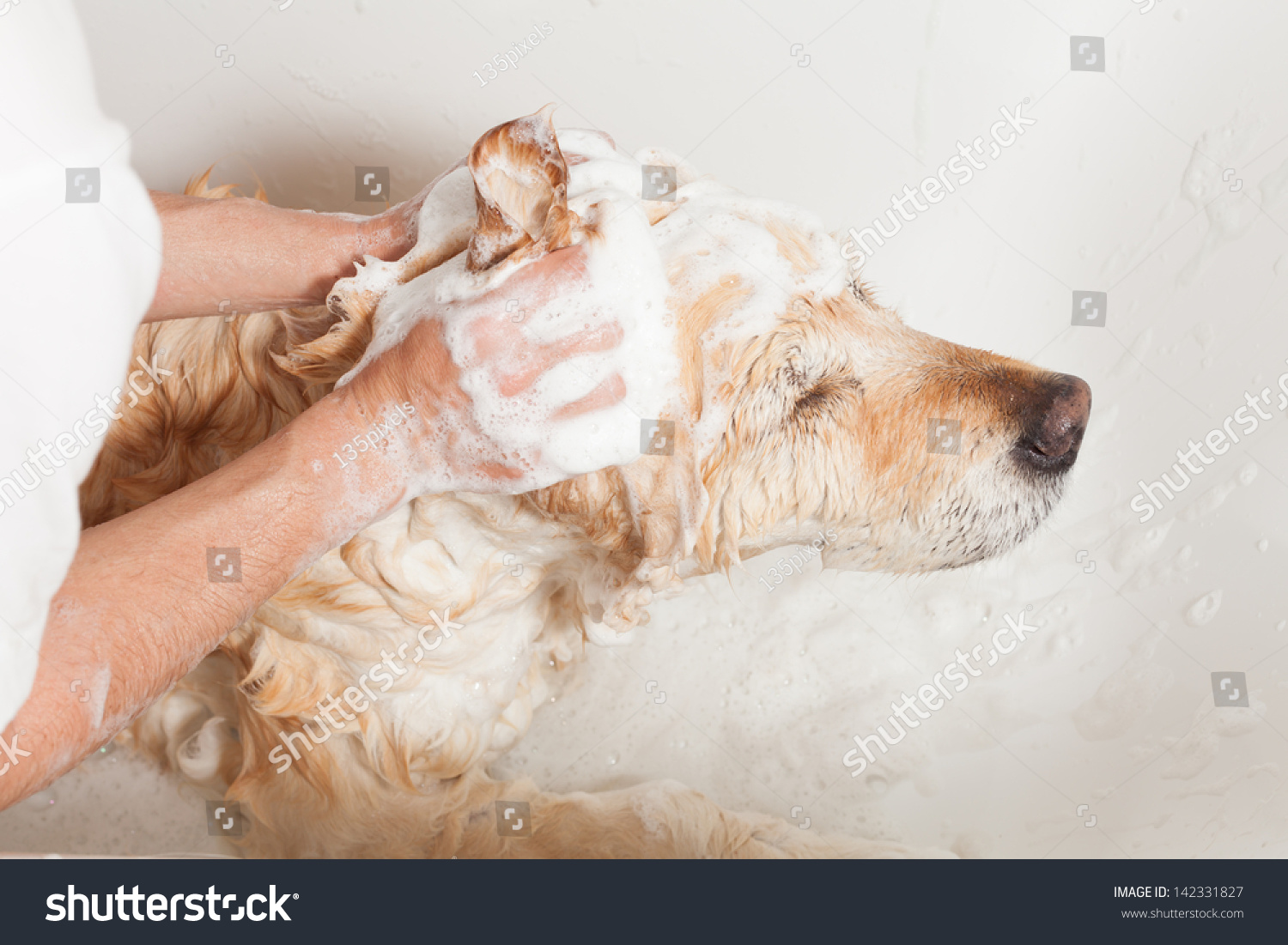 A dog taking a shower with soap and water