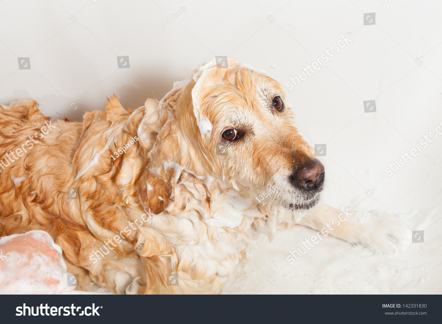 A dog taking a shower with soap and water