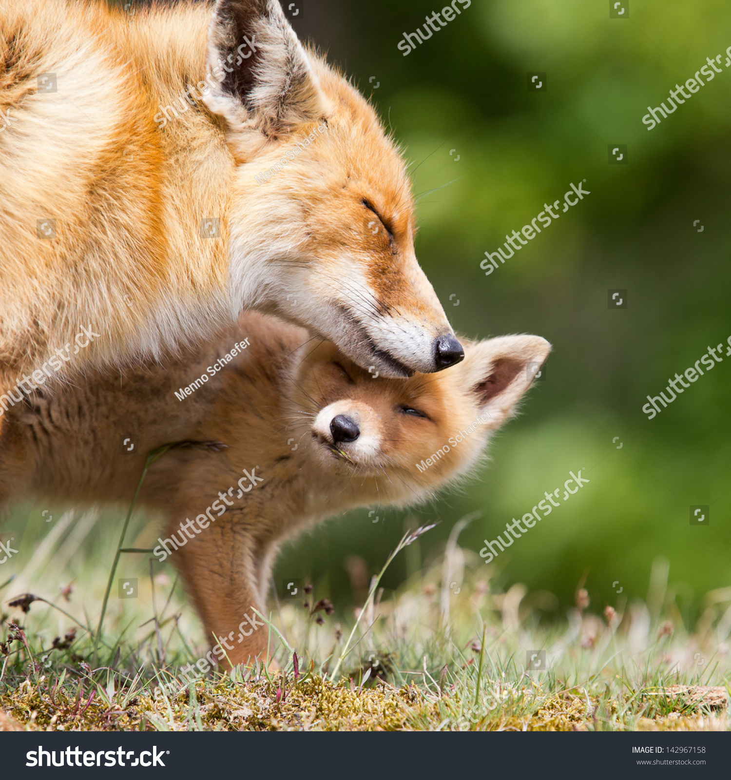 Red fox cub and mother.