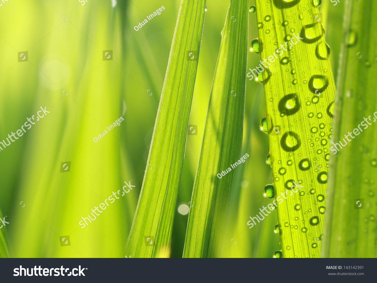 close up of nature fresh green grass with dews drop