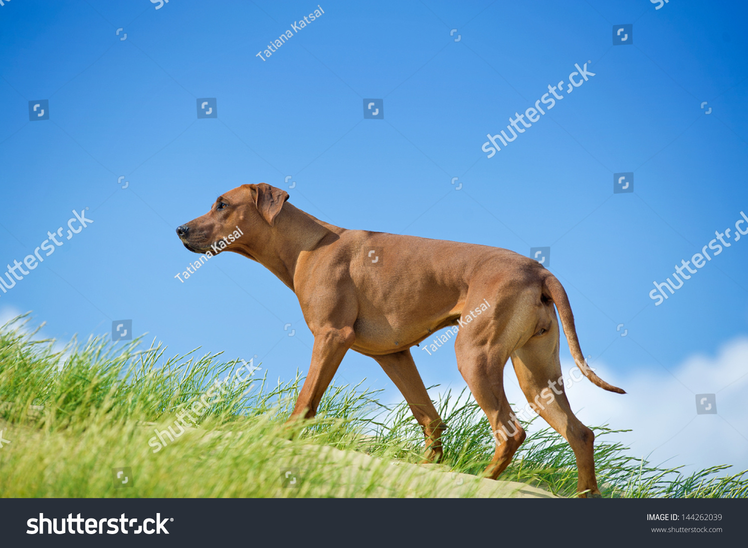 Beautiful athletic dog rhodesian ridgeback puppy active play in sand ...