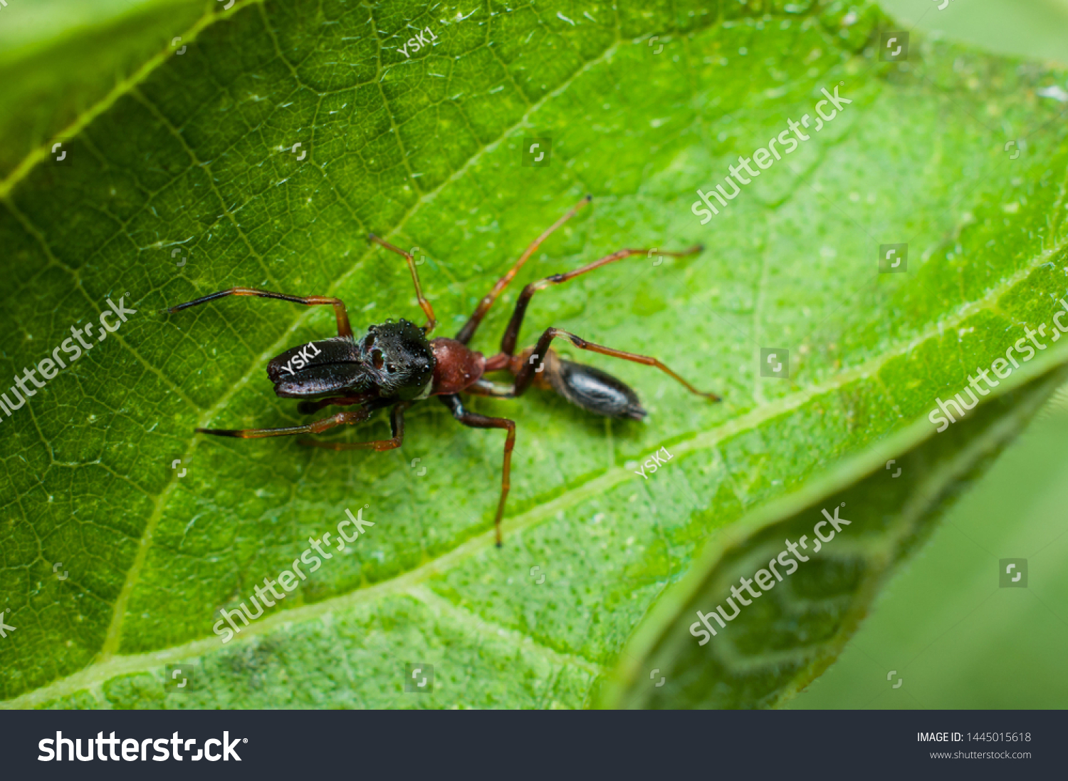 蜘蛛磁力小林博客_磁链接 下载蜘蛛 蜘蛛磁力小林博客_磁链接 下载蜘蛛（磁力,蜘蛛） 磁力资讯