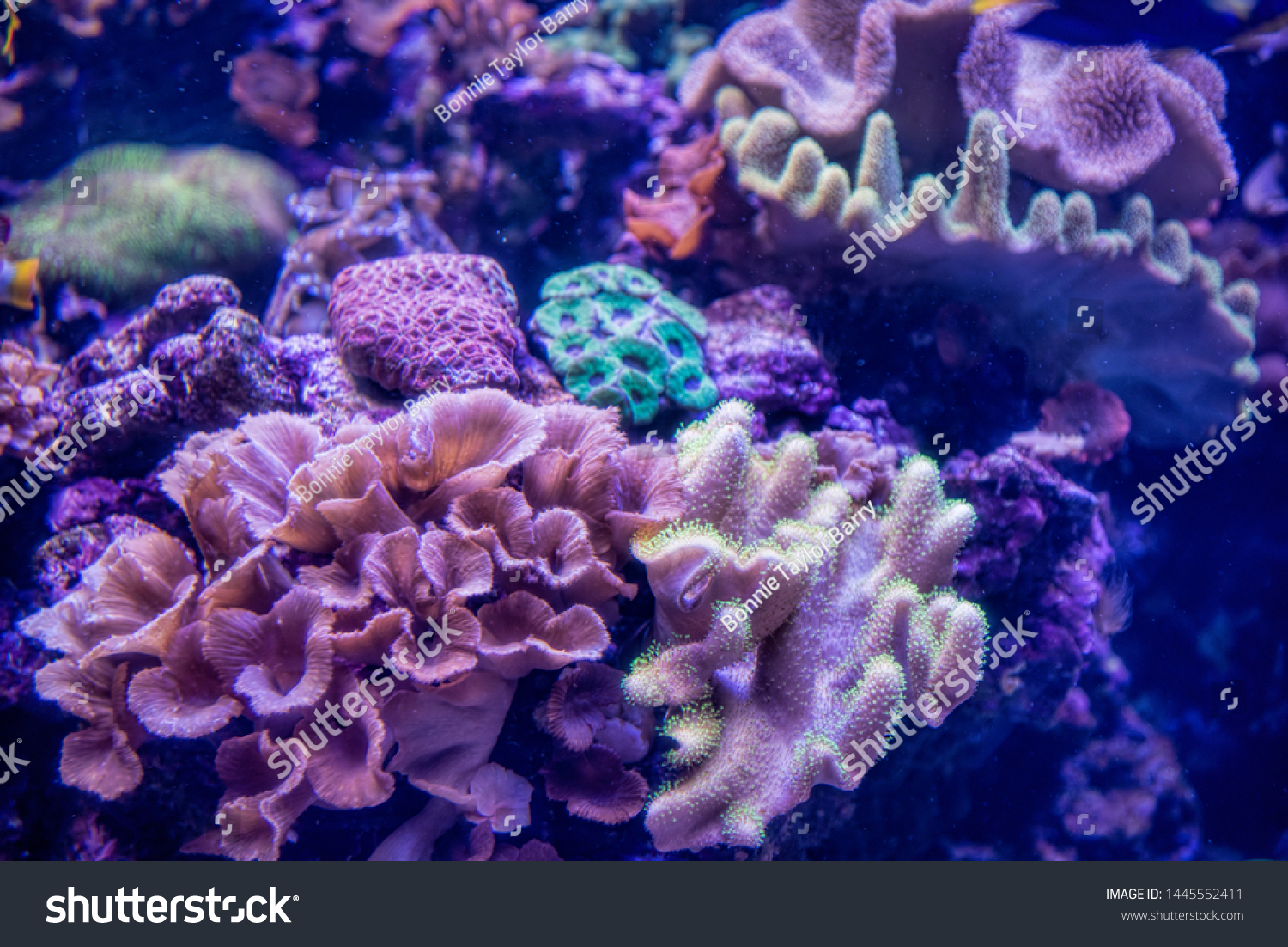 Cabbage Coral Brain Coral and Carpet Anemone Among Other Forms of Sea