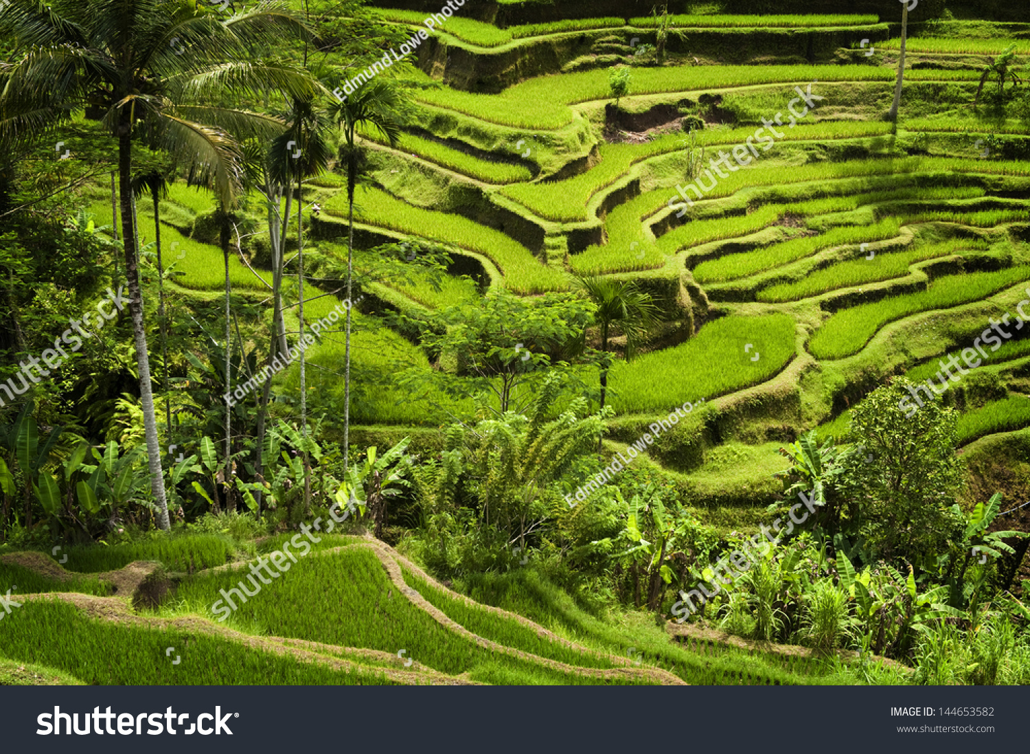 Tegallalang  Ubud  Bali. The most dramatic and spectacular rice terraces in Bali can be seen near the village of Tegallalang.