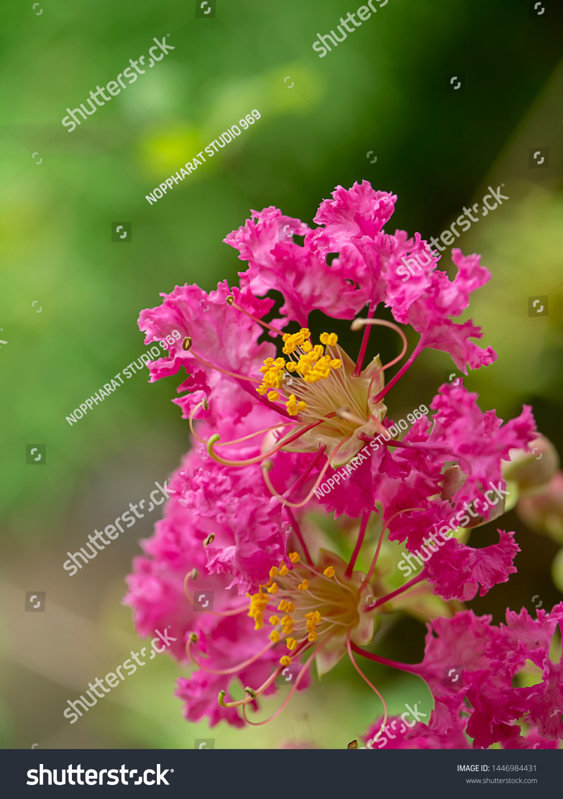close up pink flower of crape myrtle