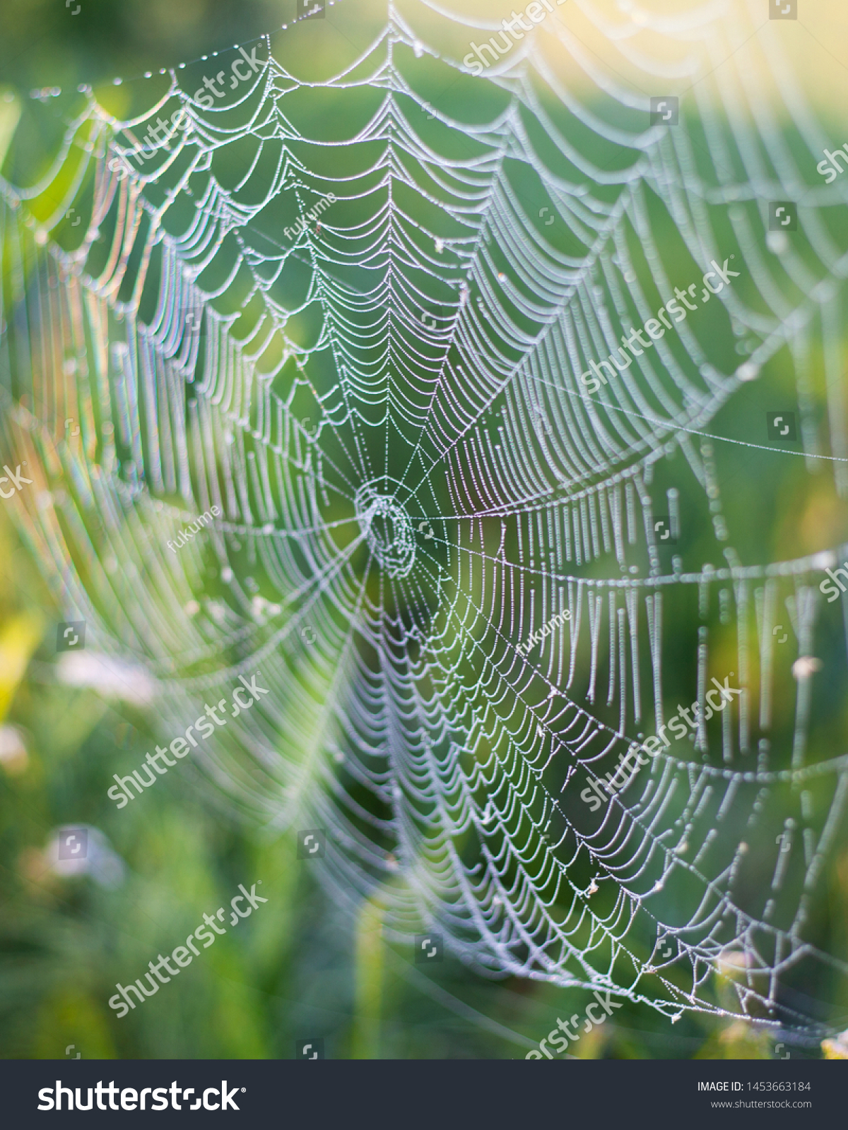 web  spider wove a large web of spiderwebs for insect fishing