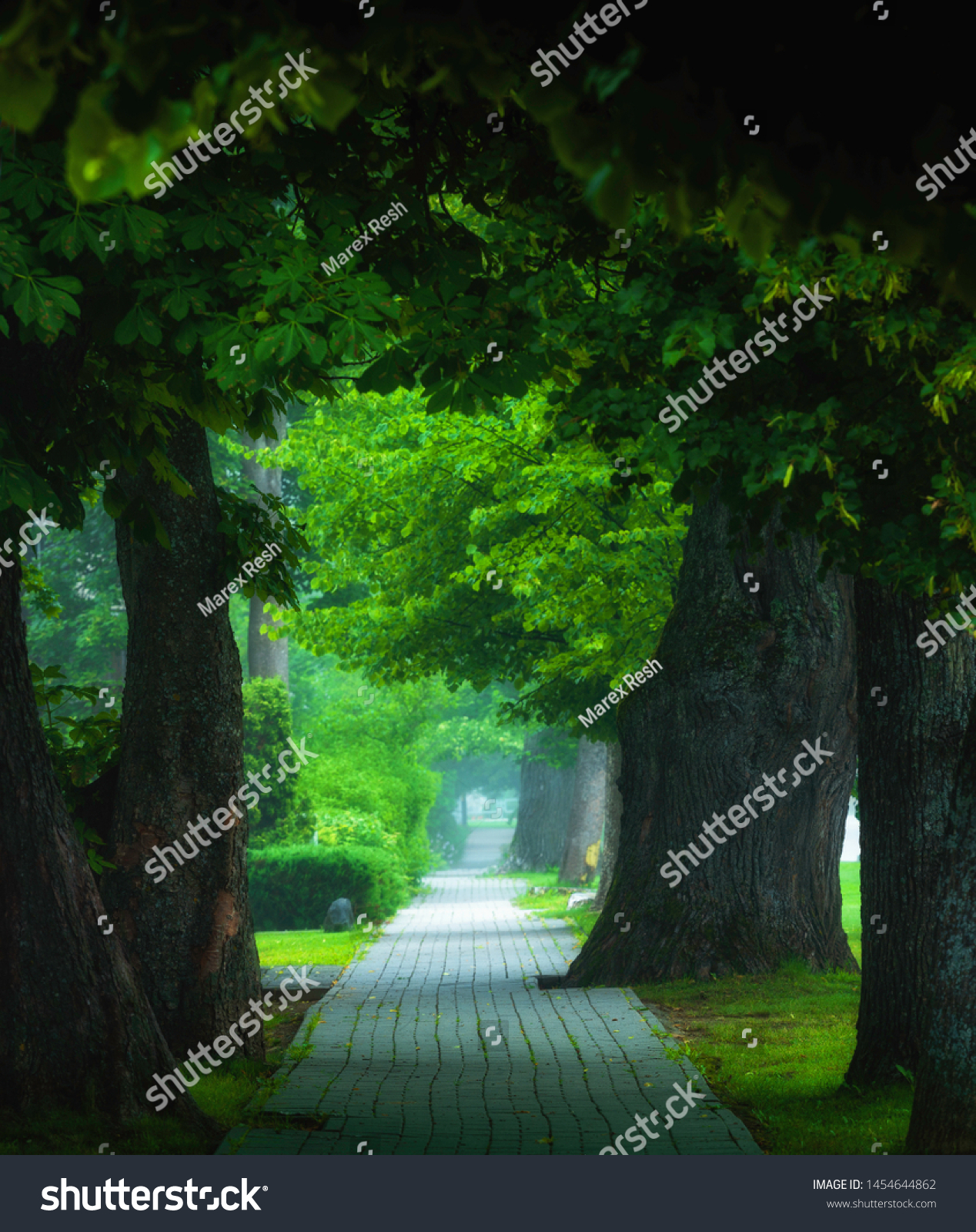 beautiful view of misty foggy alley 