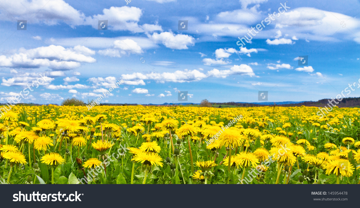 Flower field and blue cloudy sky