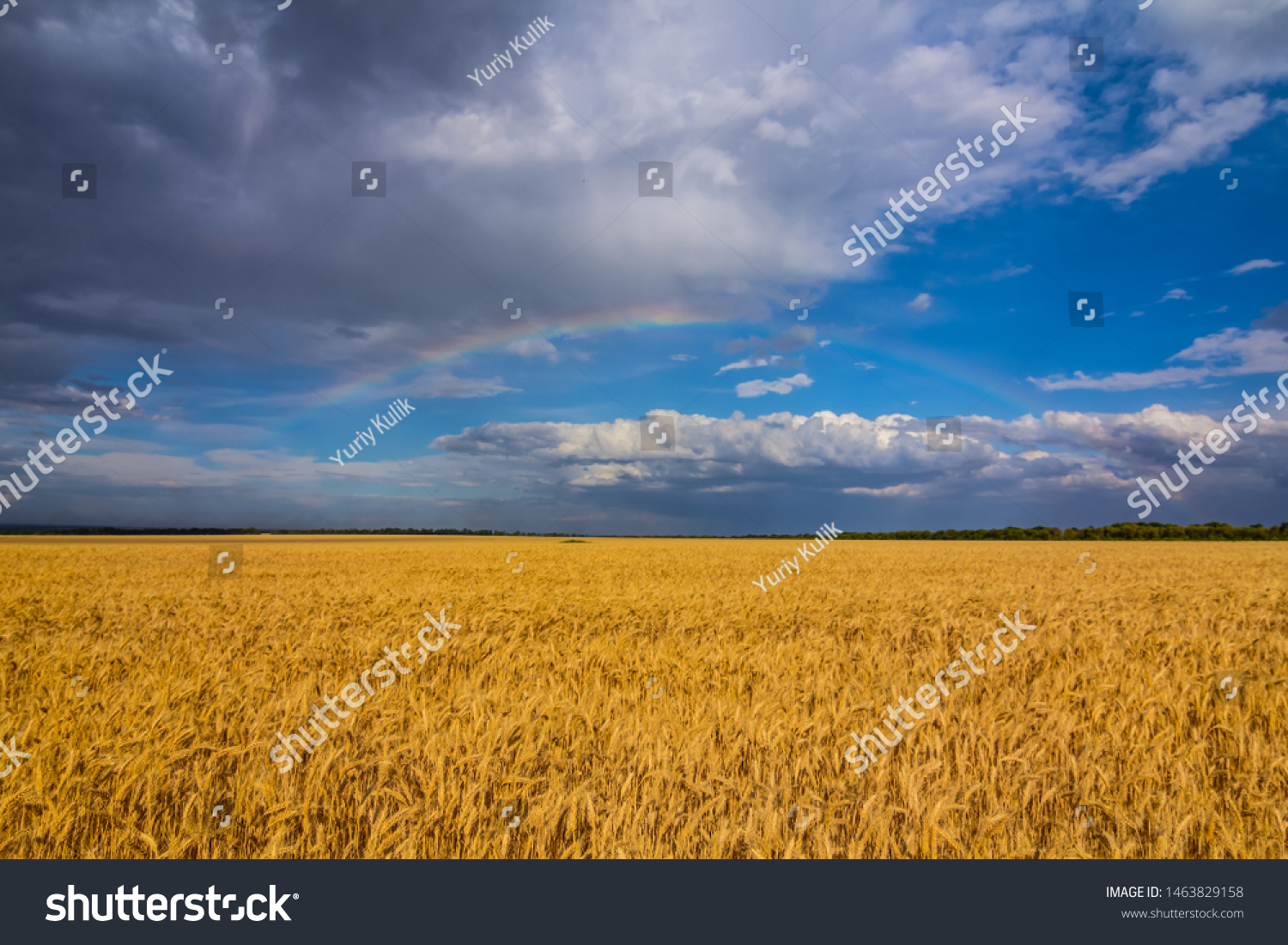 beautiful summer wheat field under a cloudy sky with rainbow