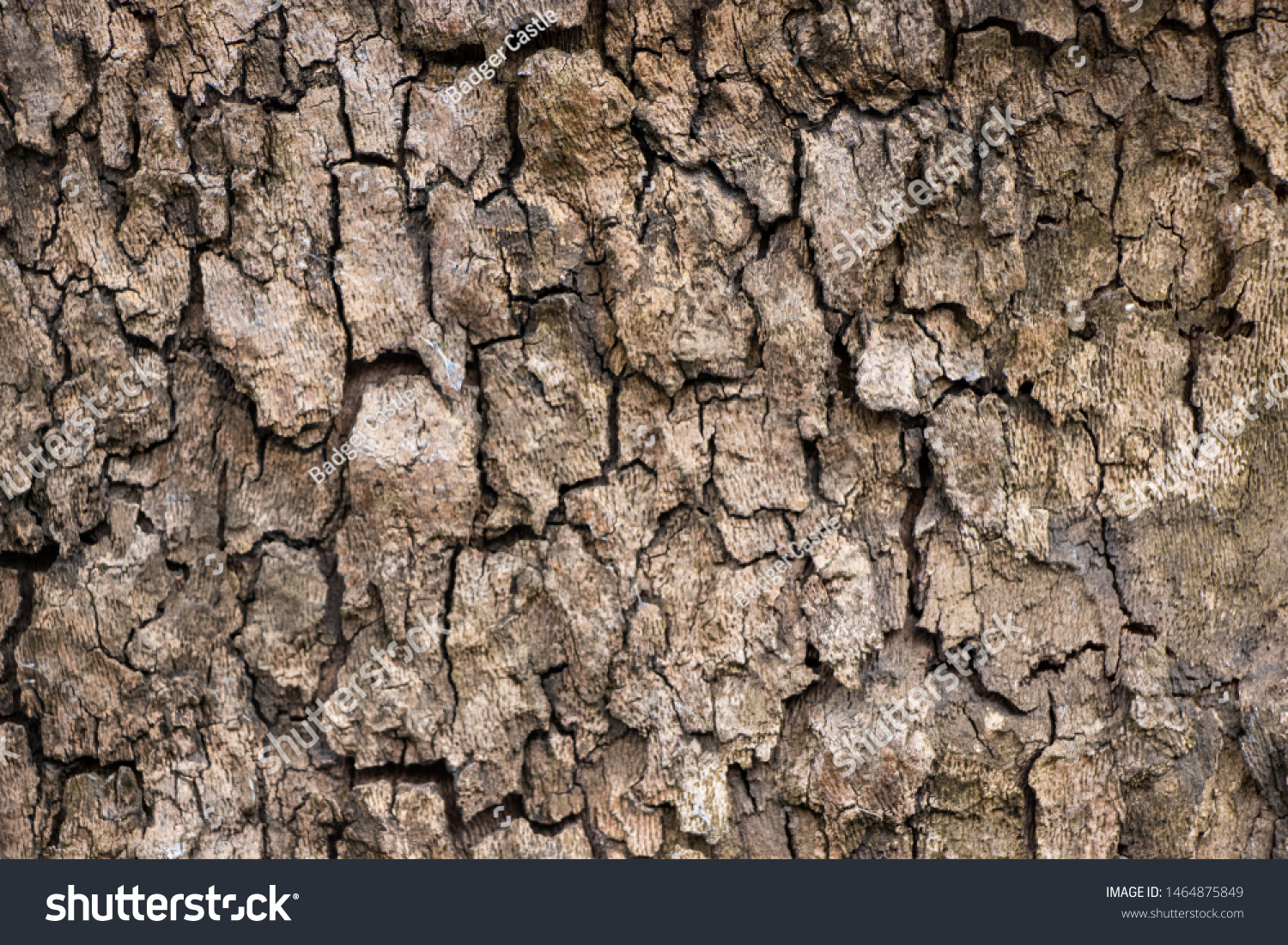 Tree bark grain wood natural vintage worn texture background material surface