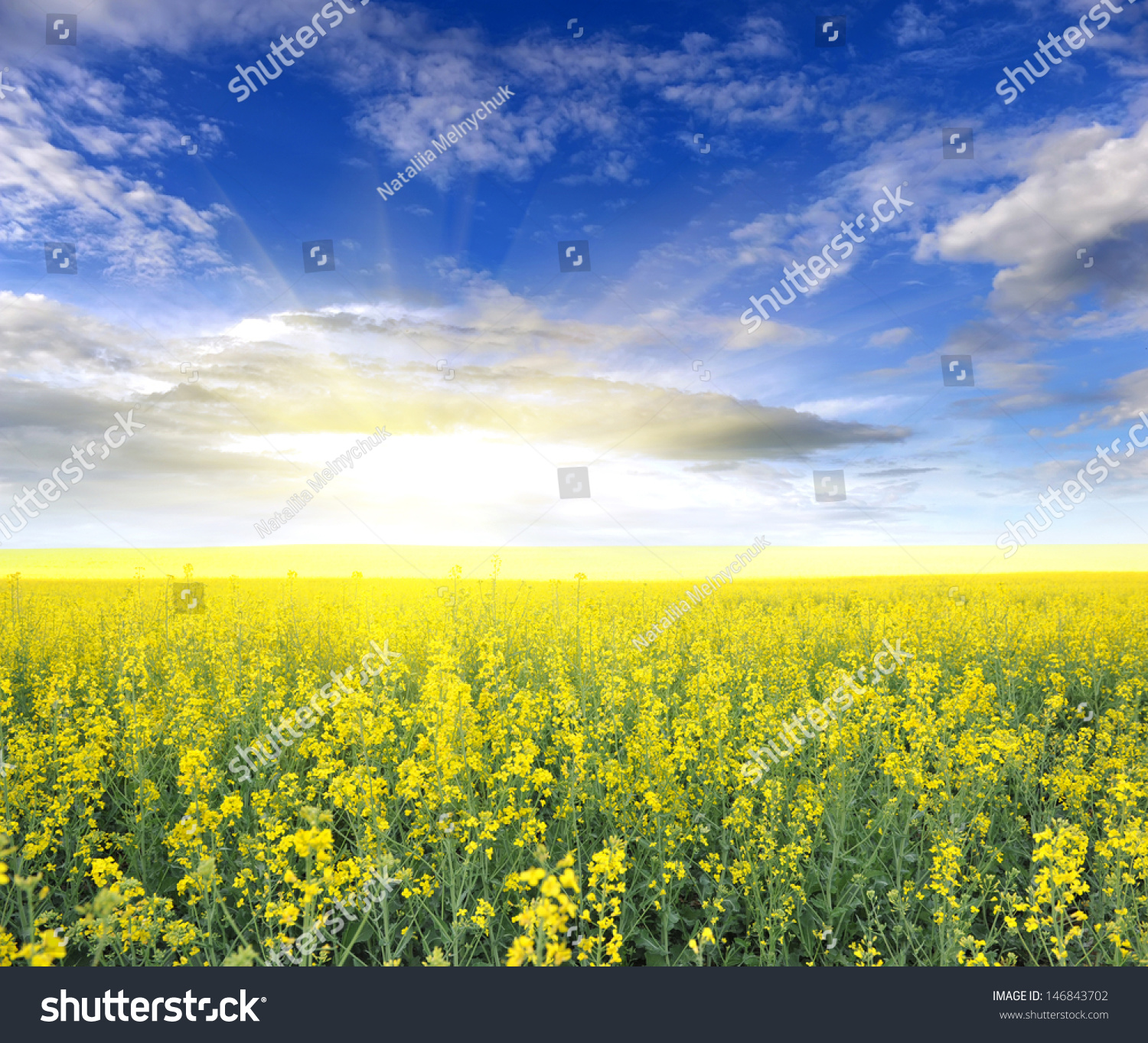 Field of rapeseed with beautiful clouds - plant for green energy