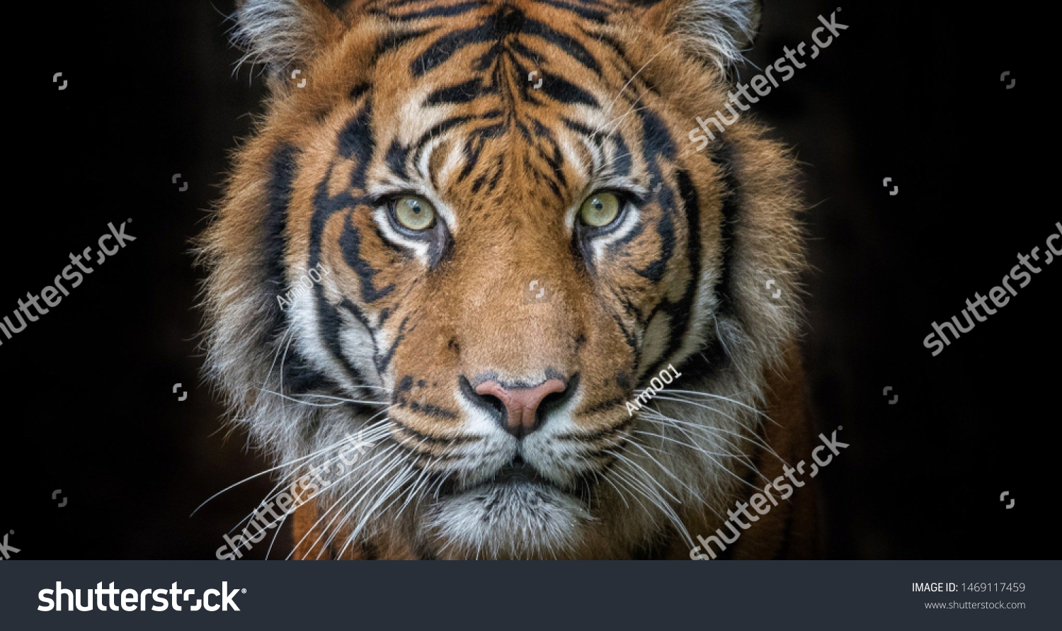 The face of tiger on the black background