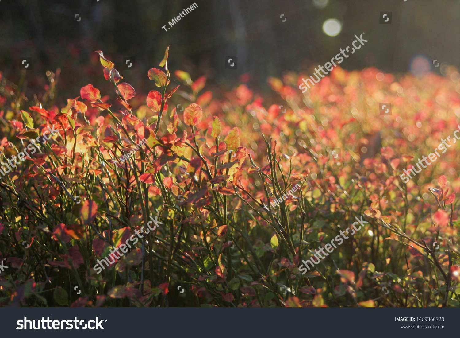 Wild blueberries have no longer berries and the leaves have turned red. Evening sun lights them beautifully. Selective focus.