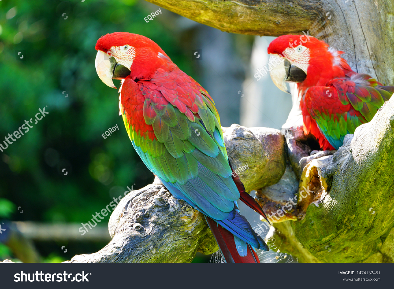 Two colorful red  blue and green parrot birds on a tree