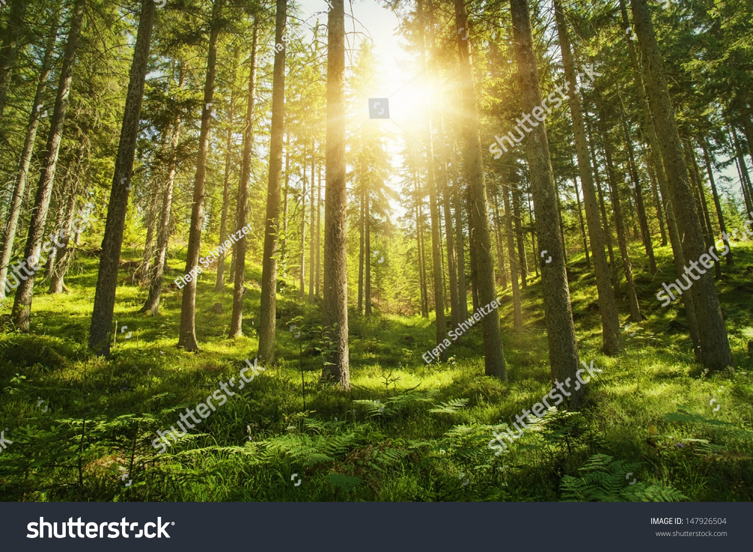 Sunlight in the green forest