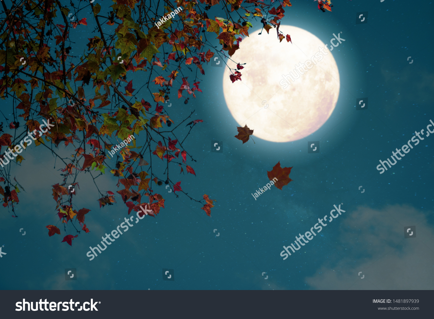 Beautiful autumn fantasy - maple tree in fall season and full moon with star. Retro style with vintage color tone. Halloween and Thanksgiving in night skies background concept.