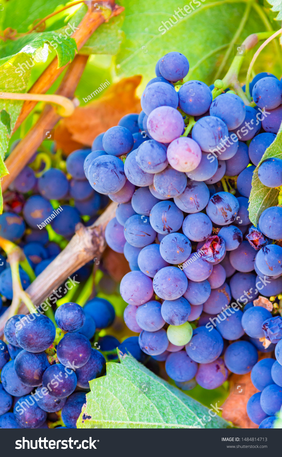 grapeplantonvineyardgrowingredwinegrapesinitalysirahpe