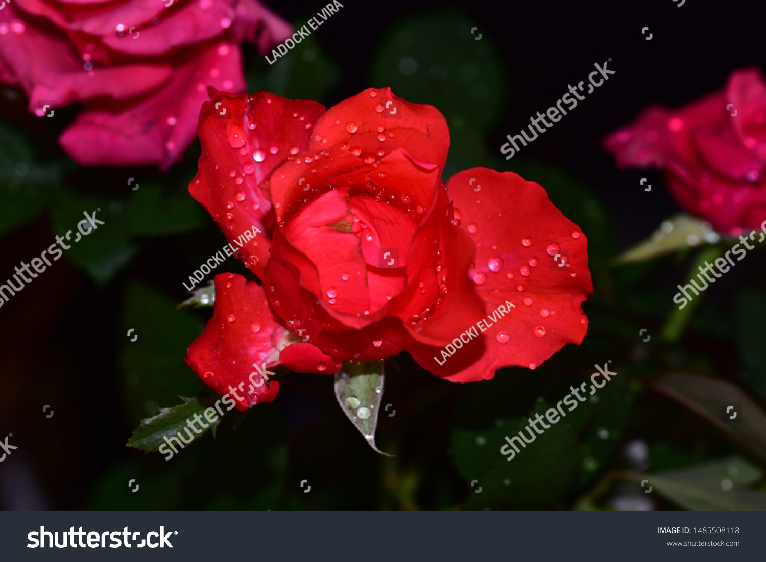 very pretty rose close up in my garden