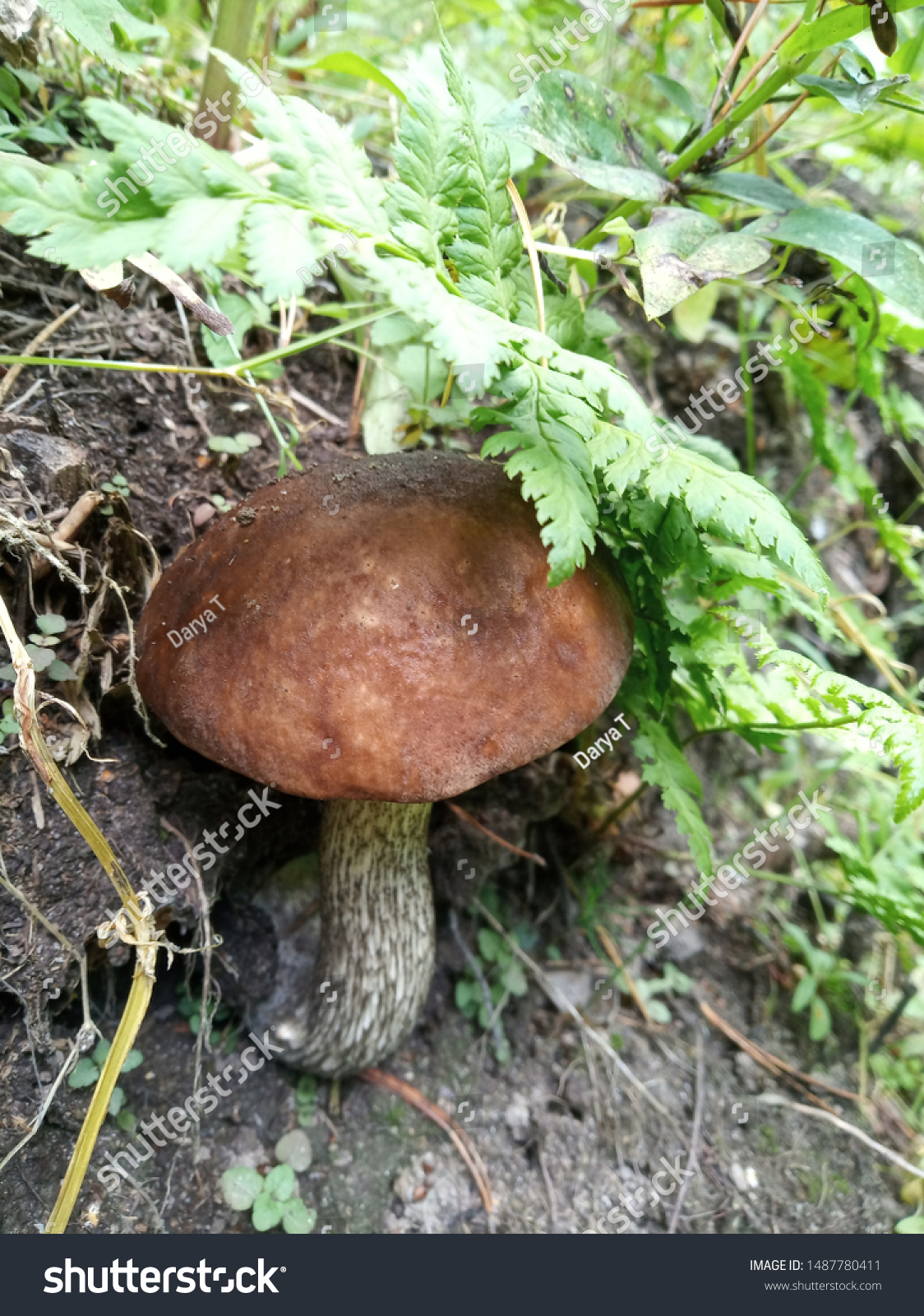 big fresh mushroom in summer forest