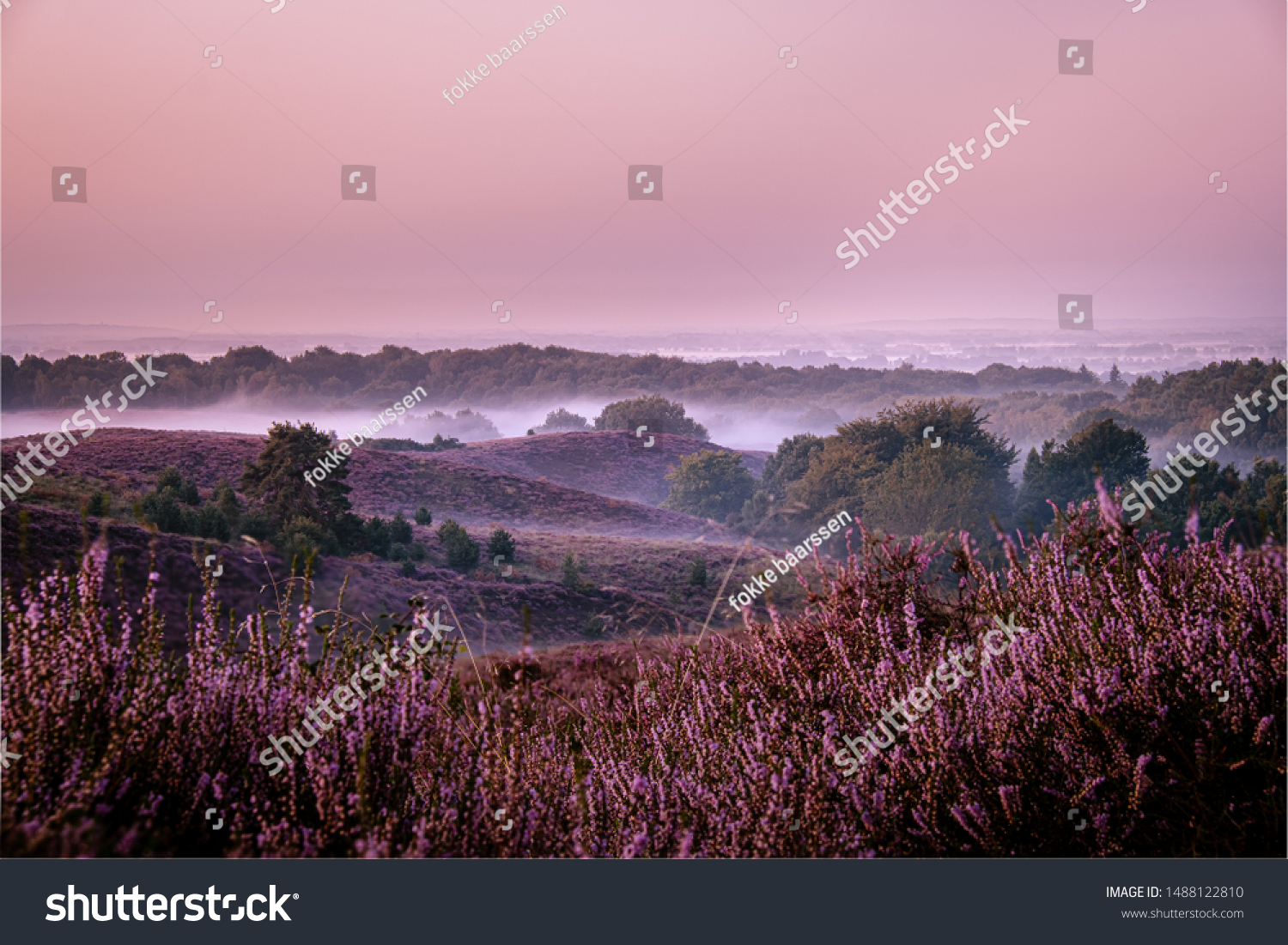 Posbank national park Veluwezoom blooming Heather fields during Sunrise at the Veluwe in the Netherlands purple hills of the Posbank