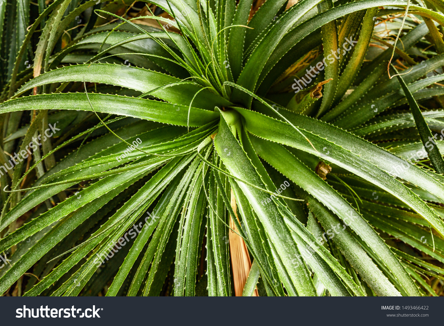 hechtiaroseanaplantfrommexicoinbotanicalgarden