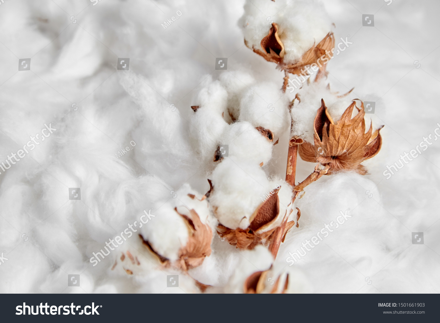 Cotton plant. Branch of white cotton flowers on soft background. Organic material used in the manufacture of natural fabrics and other products