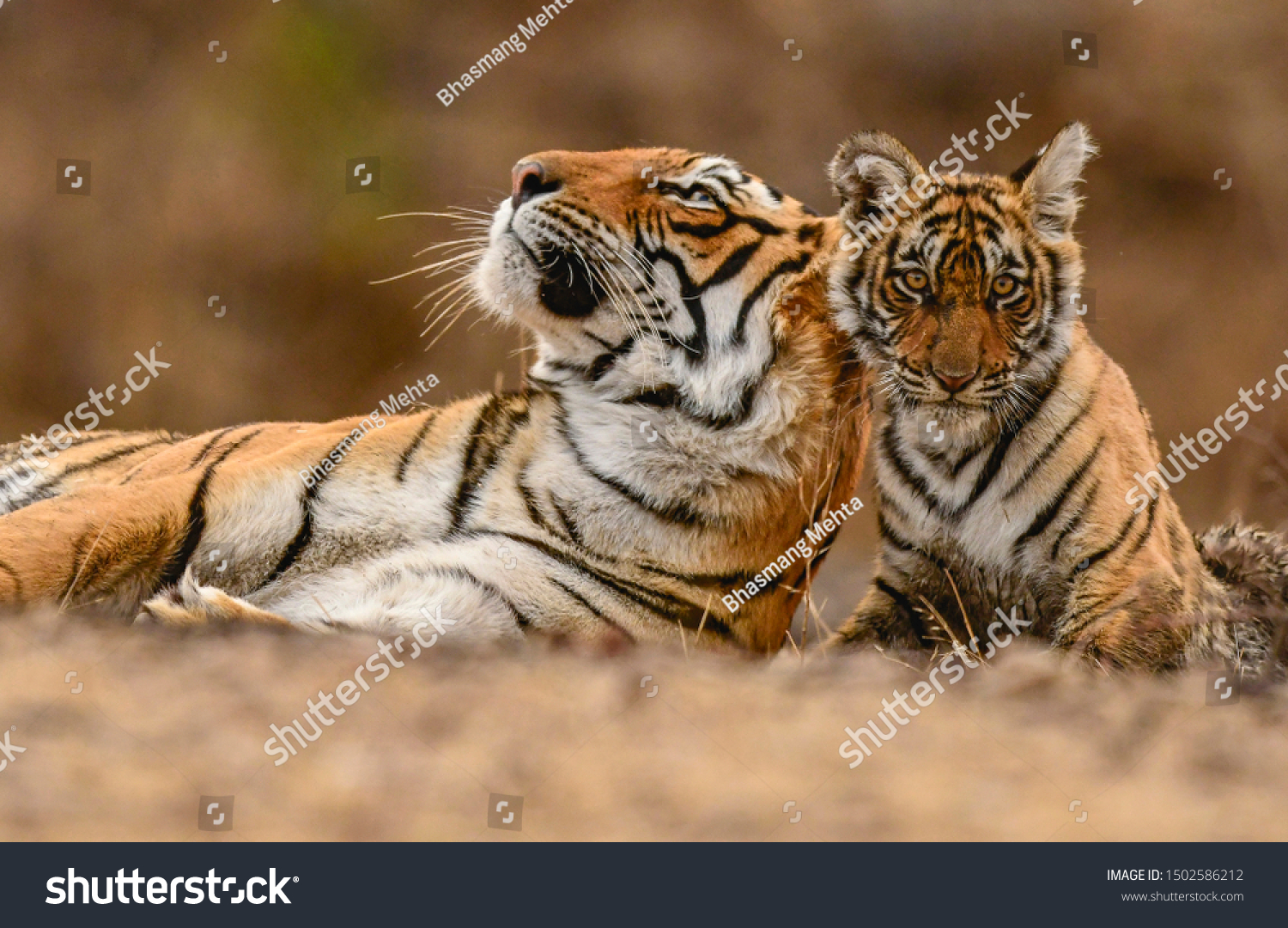 A Royal Bengal Tiger mother & cub. Ranthambhore National Park. India