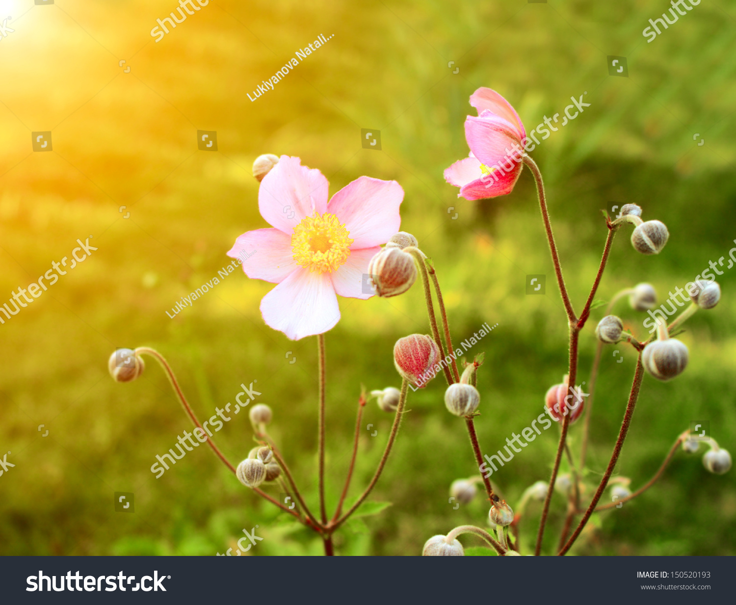Spring flowers of lilac color