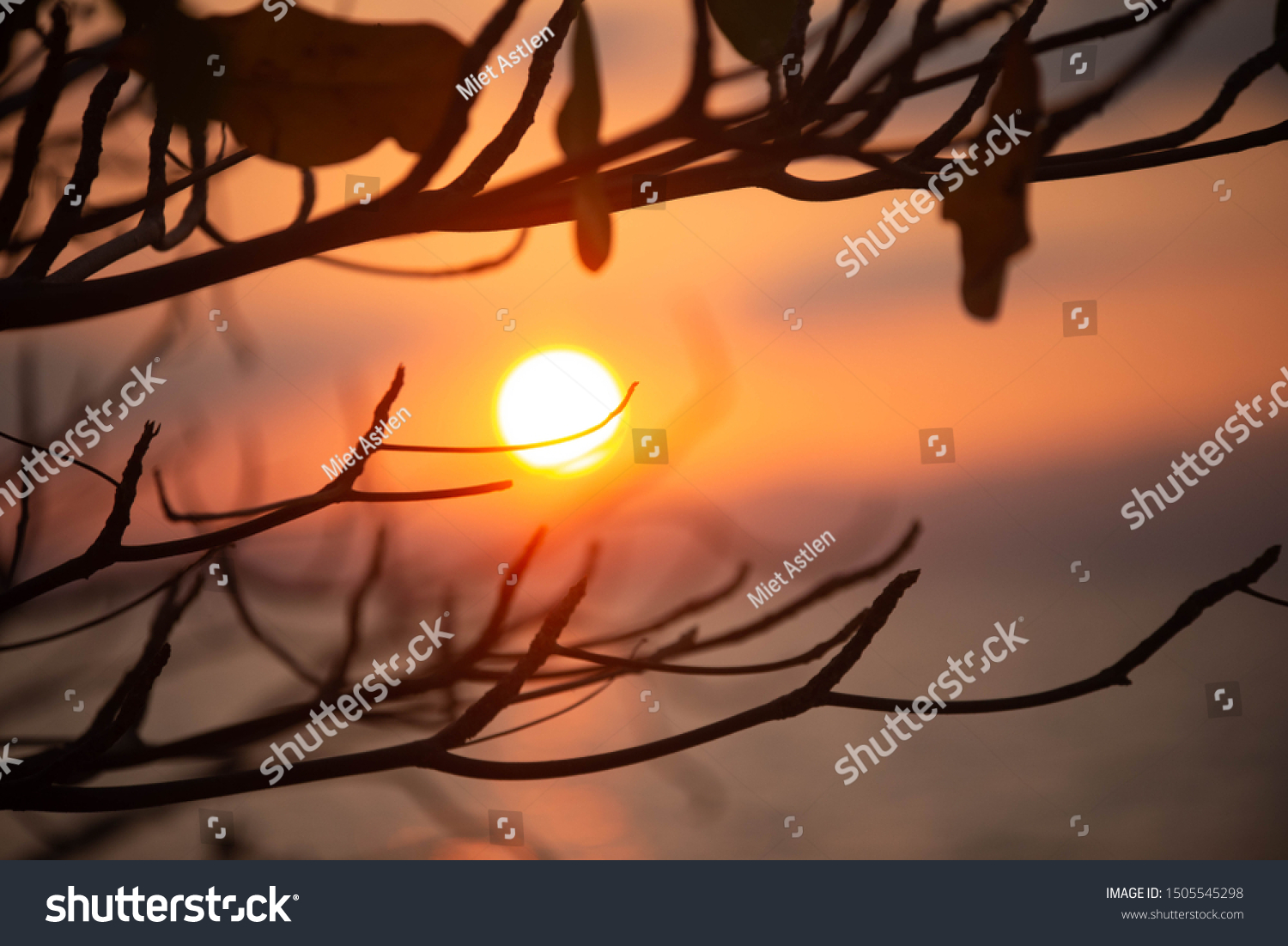 Silhouettes photo of branches of tree during sunrise. Sunrise with deep orange sky.
