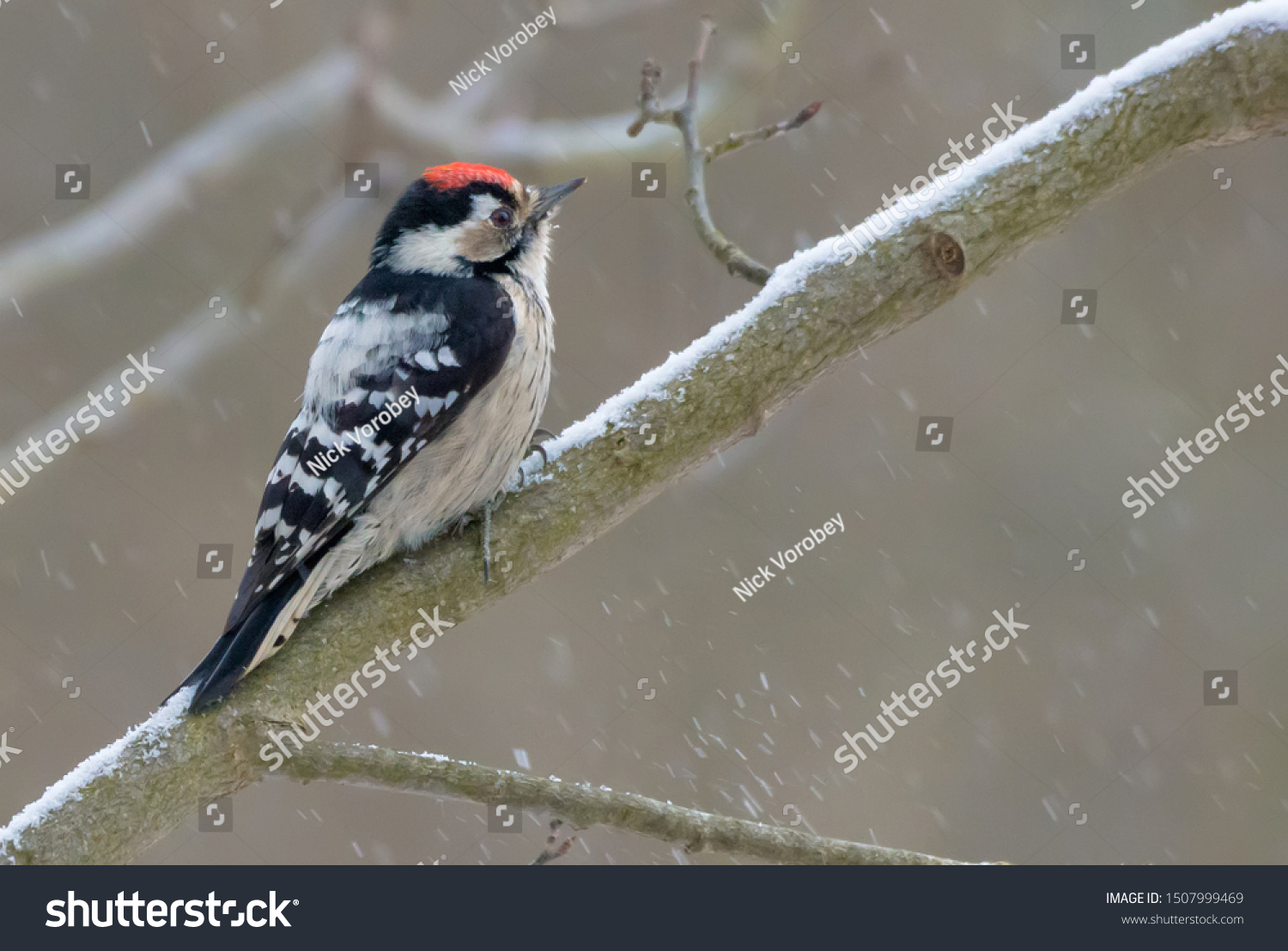 Male Lesser spotted woodpecker examining branches in winter snow fall 