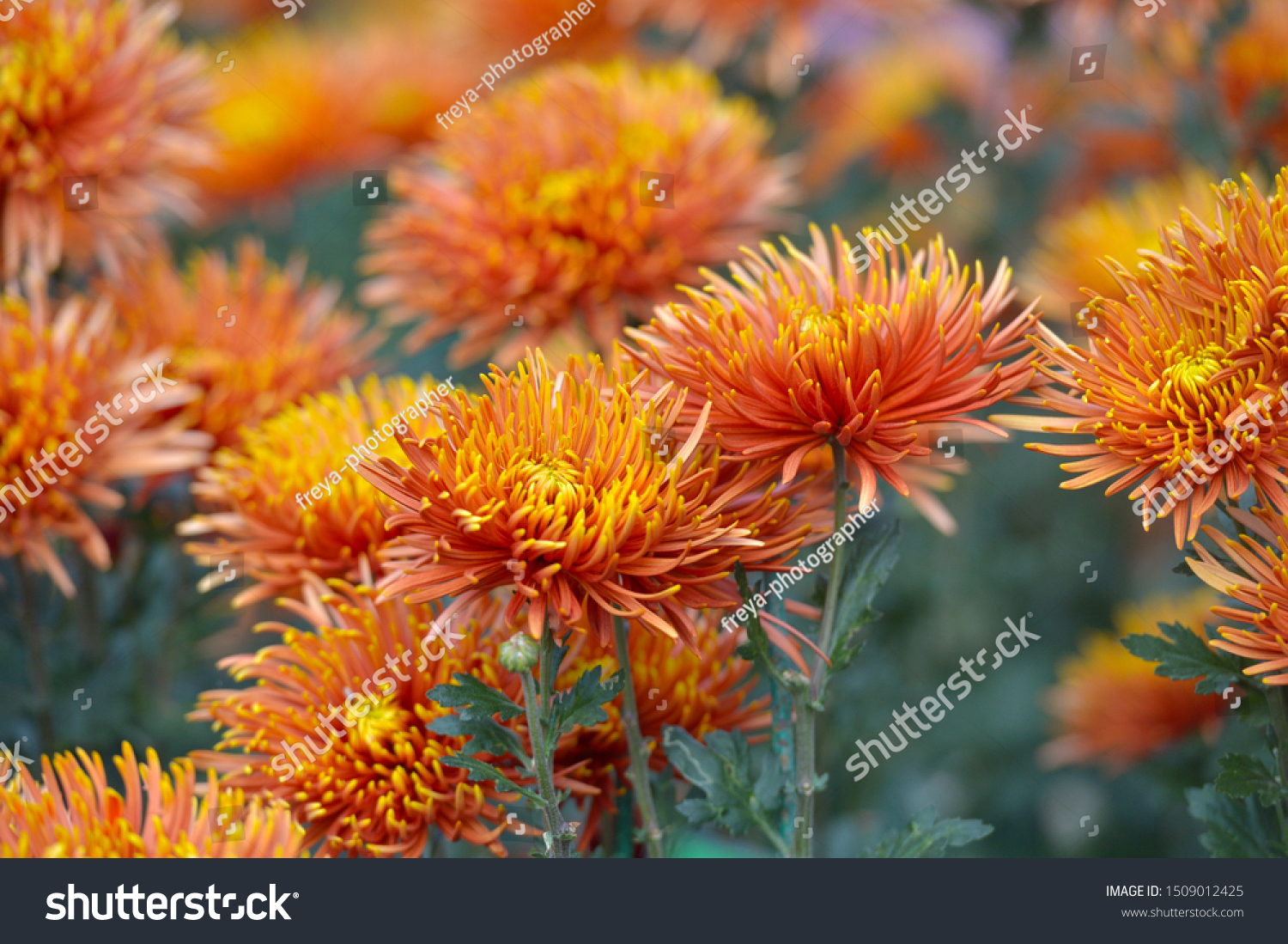 Beautiful Chrysanthemums in garden. Flowers as background picture. Chrysanthemum wallpaper.
