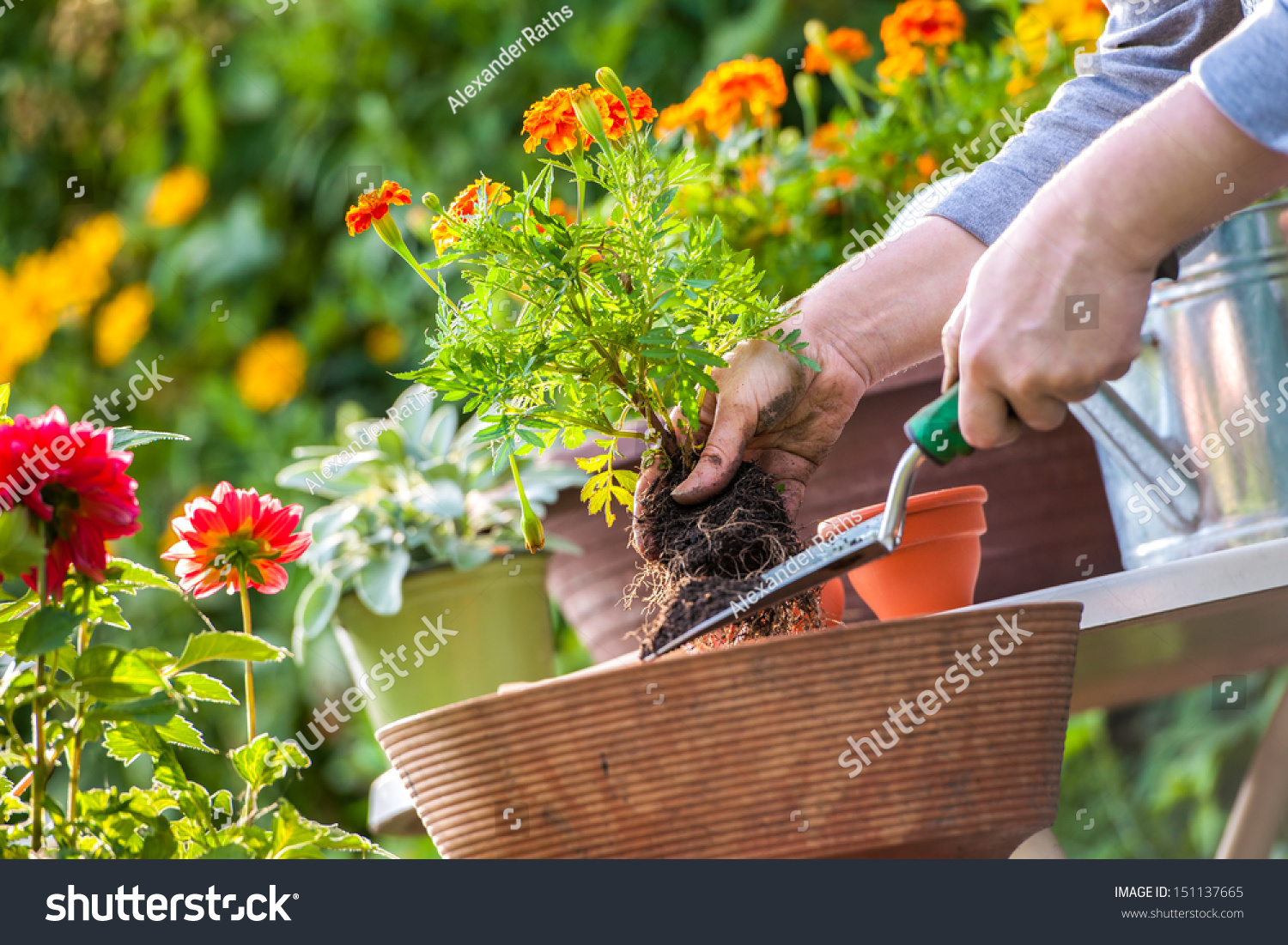 Gardeners hand planting flowers in pot with dirt or soil
