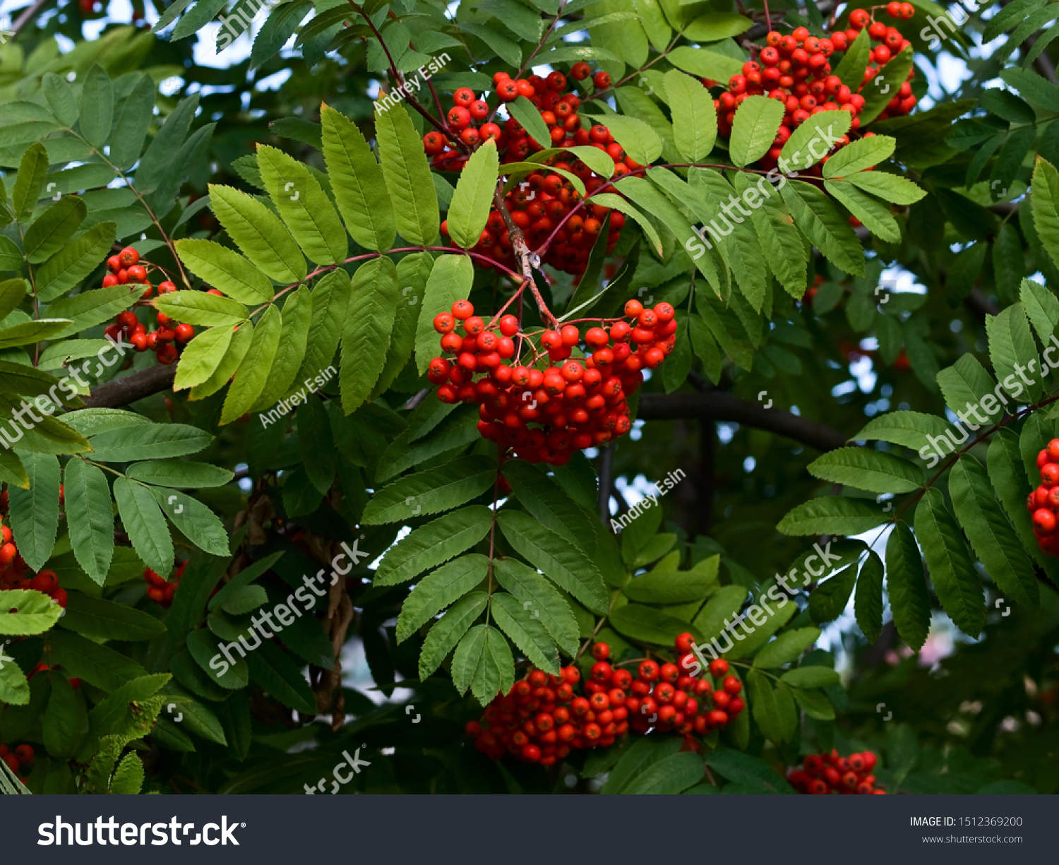 treeset，Treeset有序吗