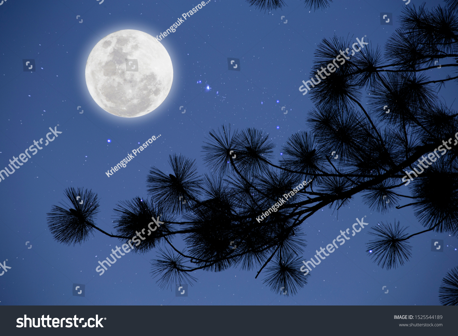 Full moon with starry over pine  branches . Romantic night. 