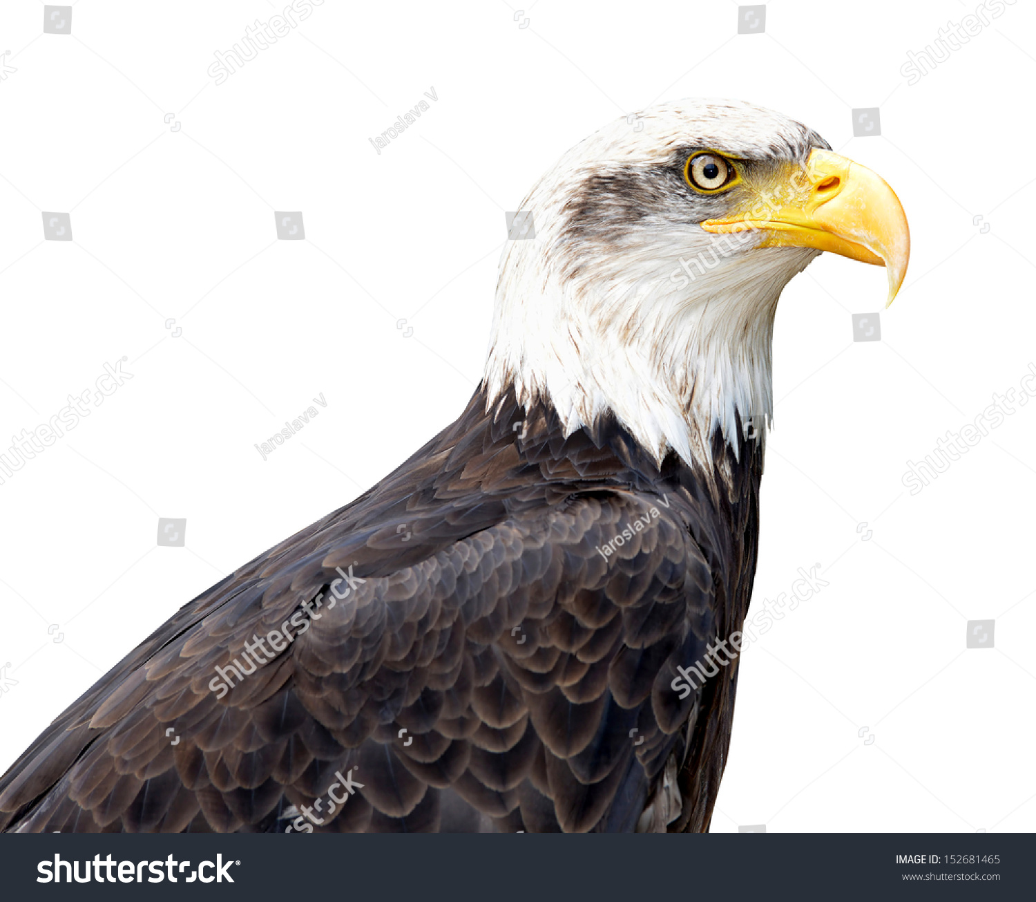 bald eagle