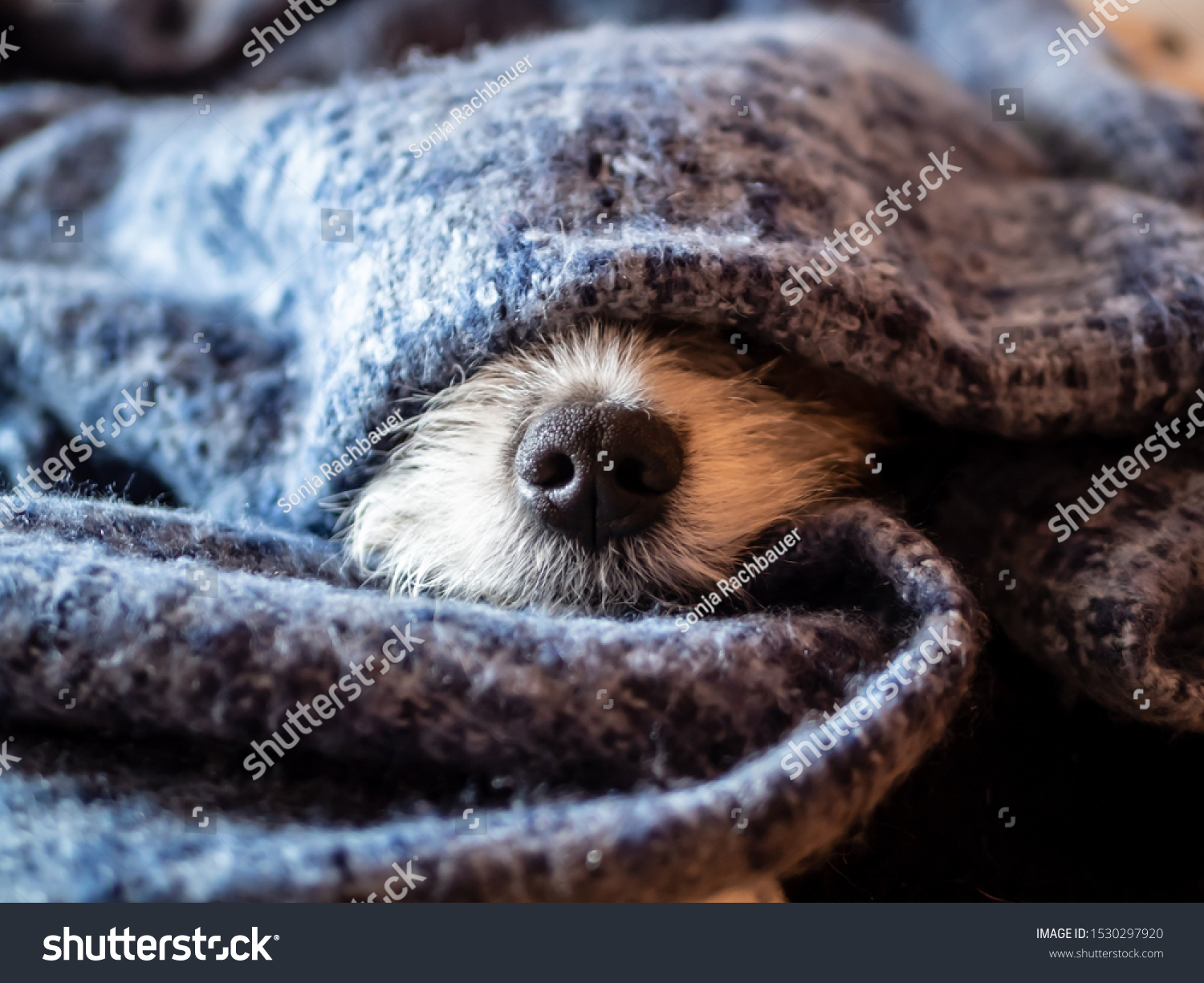 Dog nose wrapped in a blue blanket  sleeping dog  hygge  close-up