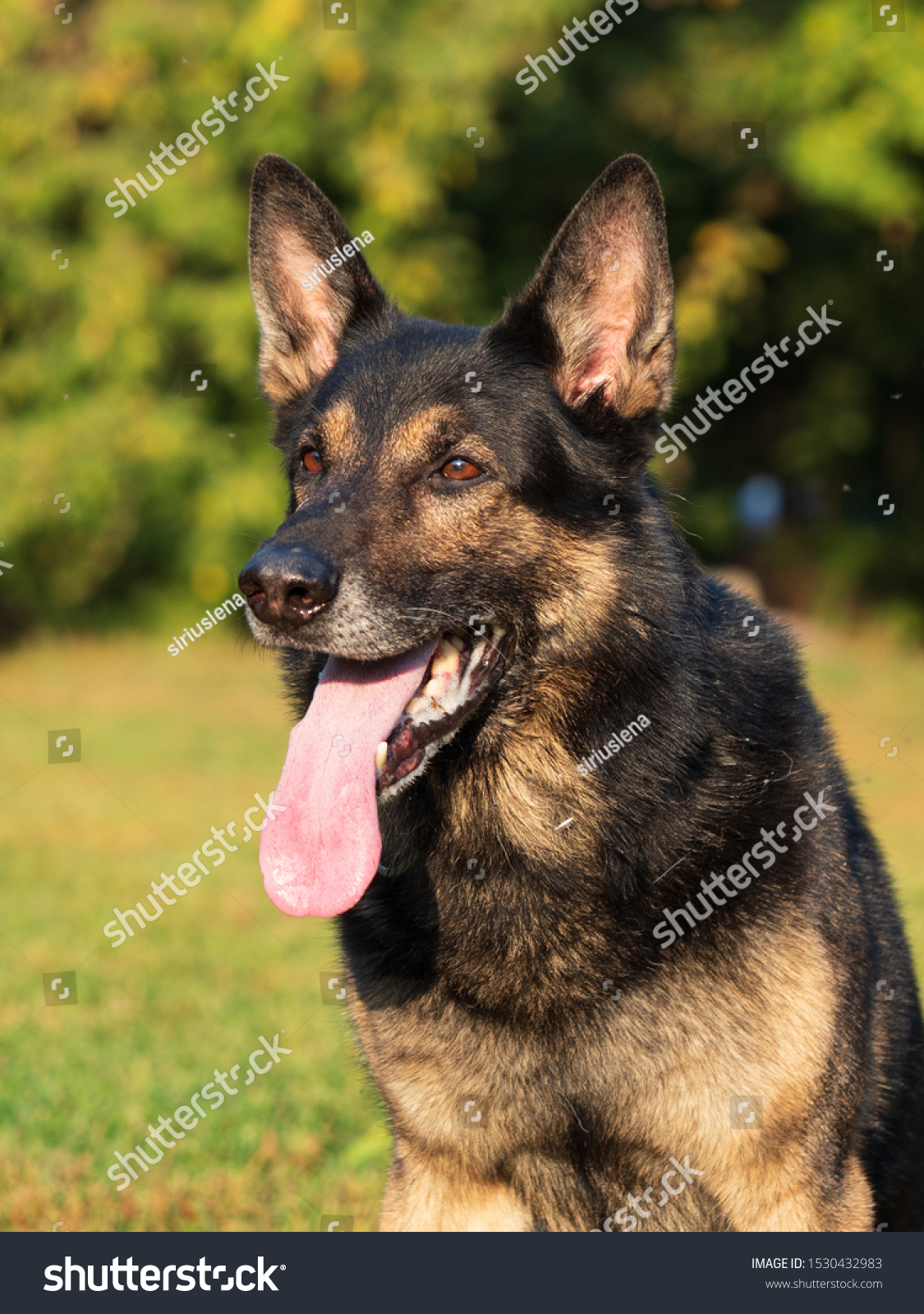 portraitofagermanshepherdonanaturalbackgroundworkingdog