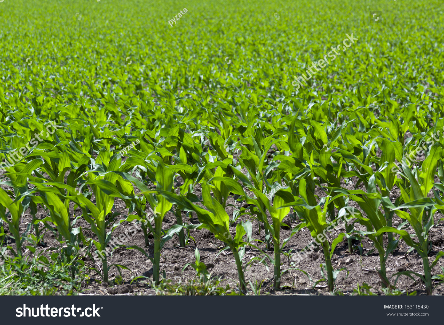 green field of young corn