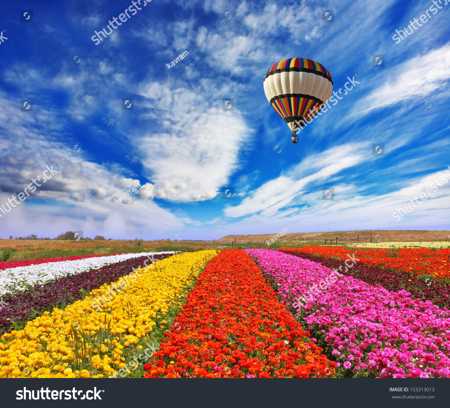 Elegant multi-color rural fields with flowers. Over field the huge air balloon flies