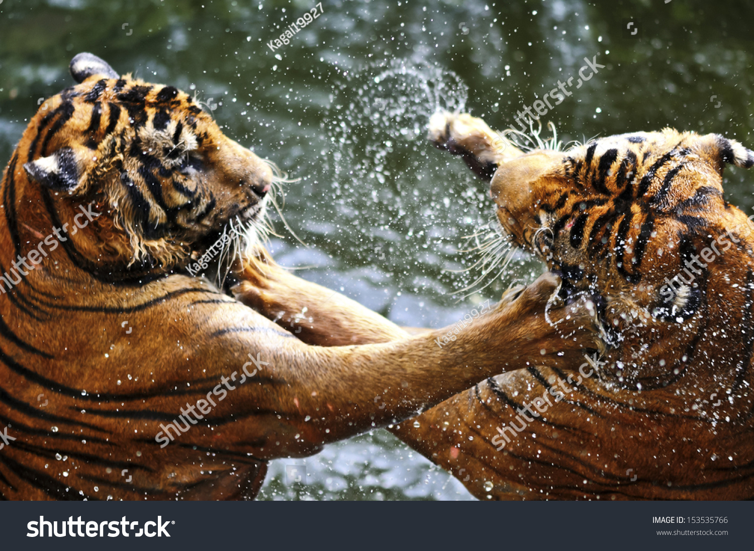 Fighting tigers