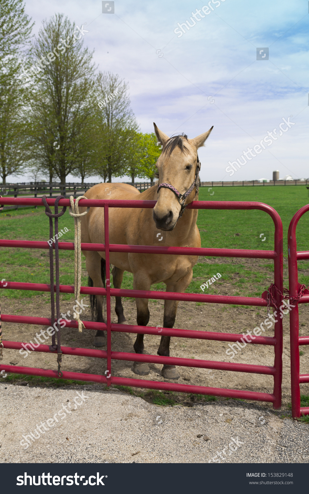 young buff horse behind fence