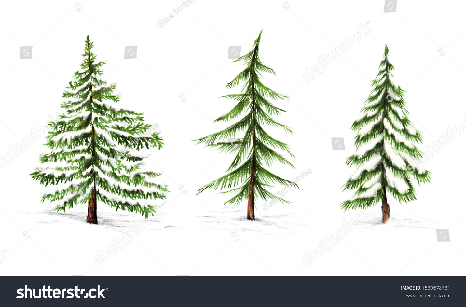 Christmas tree set. Pine spruce fir in snow. Hand drawn illustration_站酷海洛_正版图片_视频_字体_音乐素材交易平台_站酷旗下品牌