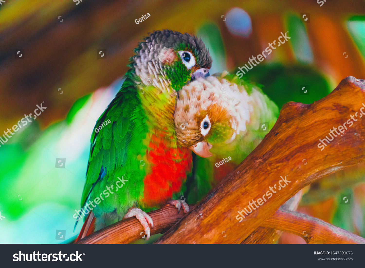 beautiful love birds with bokeh background