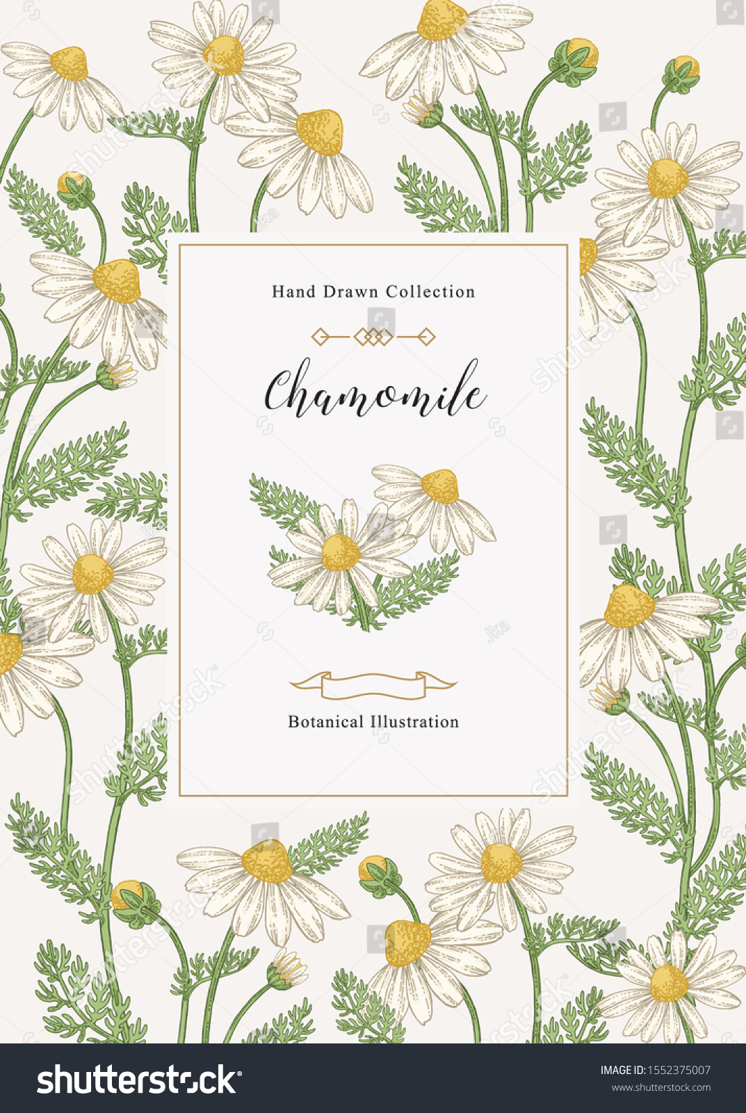 Chamomile background. Flowers and leaves hand drawn. Medical herbs. Vector illustration vintage.