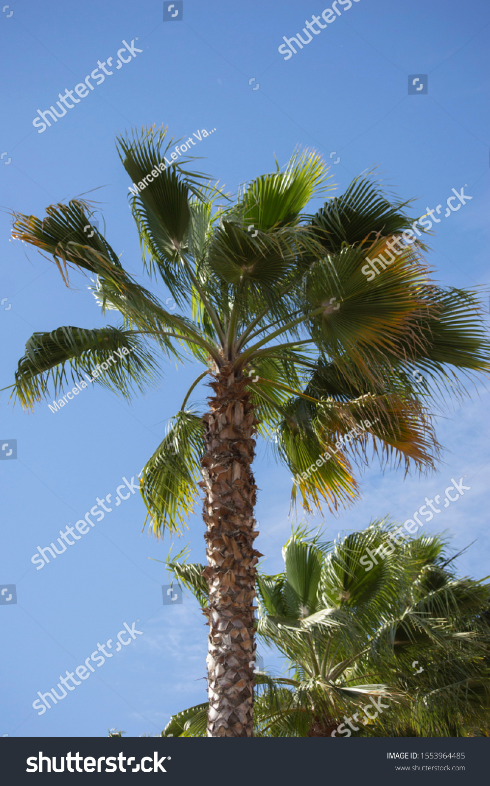 palmtreewithablueskyinthebackgroundbeautifultallandancient