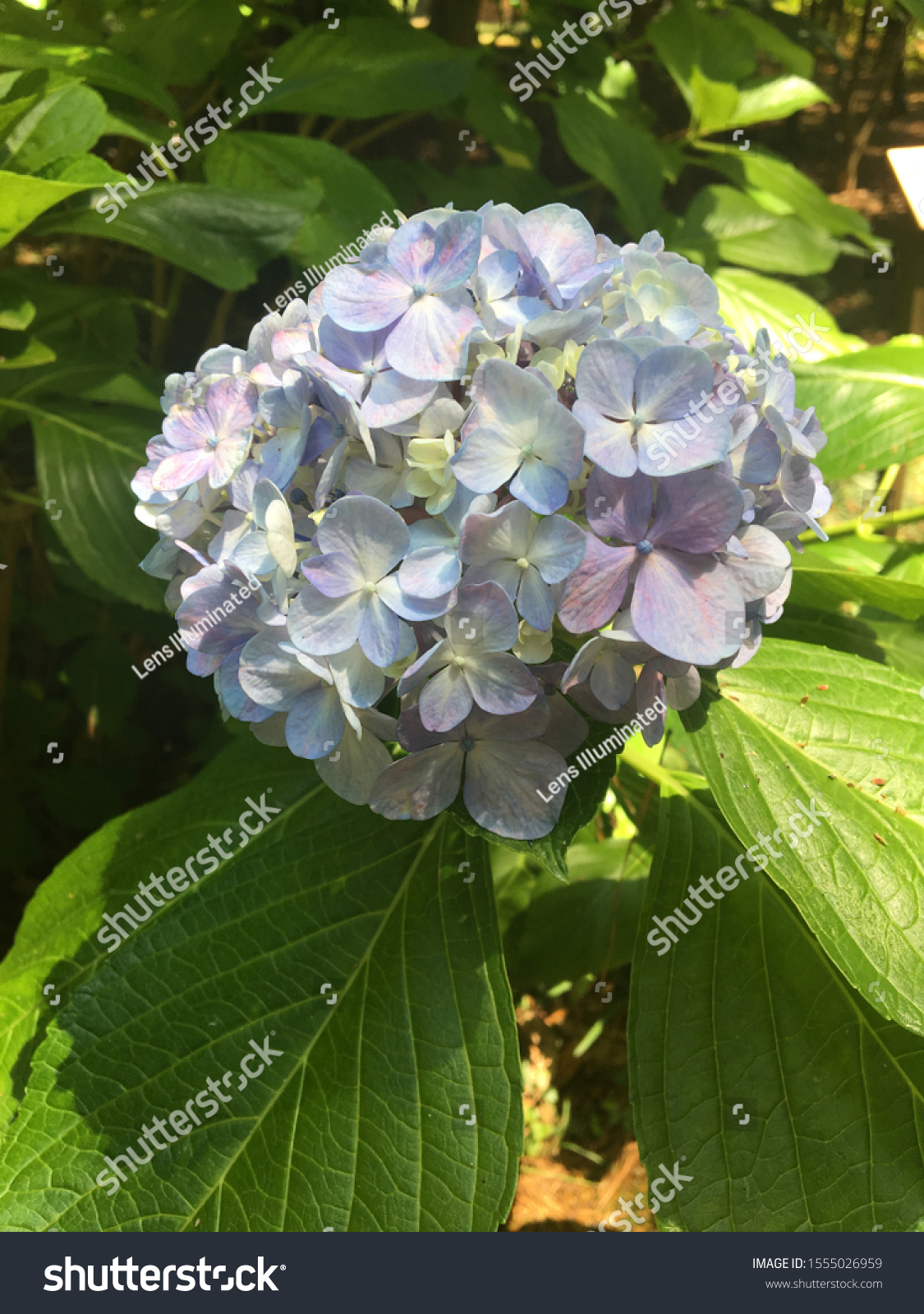 light blue hydrangea blooming in the garden