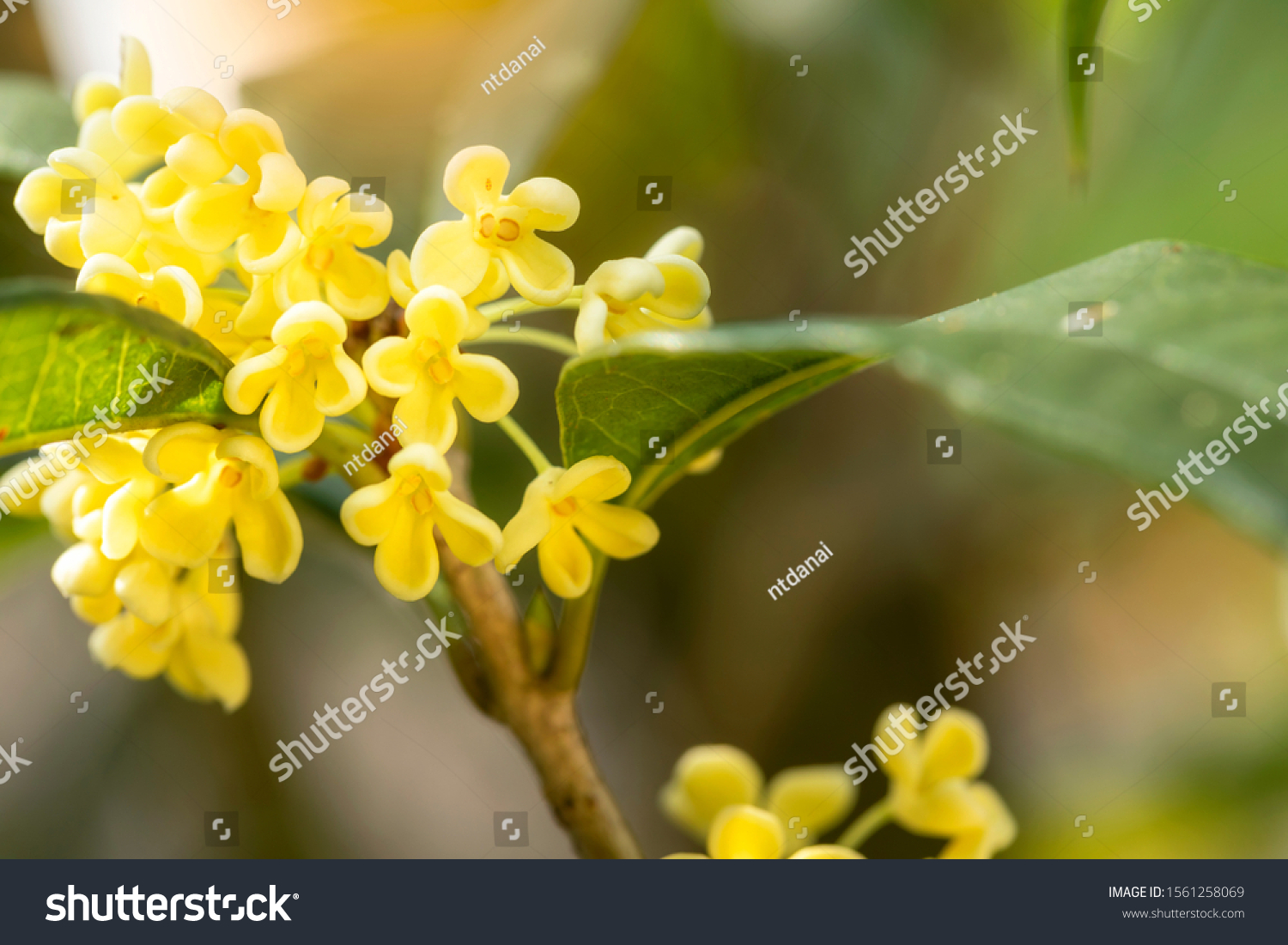 Group of white Sweet osmanthus flowers or Sweet olive flowers blossom on its tree in spring time